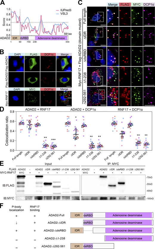ADAD2 is essential for the recruitment of RNF17 to DCP1α-positive P-bodies in vitro. (A) Amino acid composition and in silico prediction of IDR in ADAD2 proteins. Residues above the dotted line are predicted to be disordered by IUPred3 and VSL3. (B) Immunofluorescence analysis of FLAG-ADAD1 (green), FLAG-ADAD2(green), and MYC-RNF17(green) with DCP1α (red) on NIH3T3 cells either transfected with Flag-tagged ADAD1 (upper panel), Flag-tagged ADAD2 (middle panel), or Myc-tagged RNF17 (lower panel). Scale bars = 20 μm. Top-right rectangle is enlarged area from the white box in lower panel. DAPI (blue) marks the nuclei. Scale bars = 10 μm. (C) Immunofluorescence analysis of FLAG-ADAD2 or ADAD2 mutants (red), MYC-RNF17 (green) with DCP1α (purple) on NIH3T3 cells co-transfected Myc-tagged RNF17 with Flag-tagged full-length ADAD2 or ADAD2 mutants with deleted fragments. DAPI (blue) marks the nuclei. Scale bar = 20 μm. Right rectangle is enlarged area from the white box. (D) Quantification of the colocalization ratio between ADAD2 (mutants) and RNF17, RNF17 and DCP1α, ADAD2 (mutants) and DCP1α in C, compared with ADAD2 (full length). Each dot represents value from one cell expressing the full-length ADAD2 (n = 16), ΔIDR (n = 16), ΔdsRBD (n = 16), Δ1-238 (n = 15), or Δ292-561 (n = 18) from three independent experiments are shown. Data are presented as mean ± SEM. *P <0.05, **P <0.01, ***P <0.001. Unpaired two-tailed Student’s t test. (E) Co-immunoprecipitation of MYC-RNF17 with FLAG-tagged truncated ADAD2 mutants. HEK293T cells were transfected with indicated plasmids. FLAG-tagged truncated ADAD2 mutants and MYC-RNF17 proteins were detected by western blotting using anti-FLAG and anti-MYC antibodies. (F) Overview of a series of truncated ADAD2 mutants used to map ADAD2 domain(s) responsible for RNF17 binding ability or P-body localization ability. The “+” symbol indicates ability retained. Source data are available for this figure: SourceData F4.