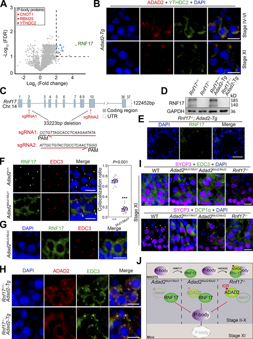 The P-body localization of ADAD2 and RNF17 are interdependent in spermatogenesis. (A) Volcano plot showing enrichment (log2(mean intensity ratio of FLAG-IP from WT and Adad2Flag/mCherry testes) and confidence (-log10(FDR)) of proteins co-purifying with FLAG-ADAD2-mCherry from Adad2Flag/mCherry testes lysates (n = 3). Dotted line indicates factors with enrichment > fourfold and significance FDR < 0.1. Red font indicates the known P-body components. (B) Double immunostaining with ADAD2 (FLAG, red) and YTHDC2 (green) on spermatocytes from adult Adad2-Tg testis sections are shown. DAPI (blue) marks the nuclei. Scale bars = 20 μm. (C) Schematic representation of the Rnf17 locus and design of the two sgRNAs targeting Rnf17 exon 1 and exon 10. (D) Western blot analysis of RNF17 in the whole testes of Rnf17+/+ (with or without Adad2-Tg), Rnf17−/− (with or without Adad2-Tg) mice. GAPDH was shown as a loading control. (E) Immunostaining of RNF17 in Rnf17−/−, Adad2-Tg testis are shown. DAPI (blue) marks the nuclei. Scale bar = 50 μm. (F) Double immunostaining with RNF17 (green) and EDC3 (red) on spermatocytes from adult Adad2+/+ and Adad2Mut1/Mut1 testis sections are shown. DAPI (blue) marks the nuclei. Scale bars = 20 μm. Open arrowheads indicate EDC3 positive P-bodies, and solid arrowheads mark RNF17 granules. Quantifying the colocalization ratio between RNF17 and EDC3 in D is shown in the right histogram. n = 15 tubules from three mice, error bars are mean ± SEM., unpaired two-tailed Student’s t test. (G) Double immunostaining with RNF17 (green) and EDC3 (red) on spermatocytes from adult Adad2Mut2/Mut2 mouse testis sections are shown. DAPI (blue) marks the nuclei. Scale bar = 20 μm. (H) Double immunostaining with ADAD2 (red) and EDC3 (green) on spermatocytes from Rnf17−/−, Adad2-Tg mouse testis sections are shown. DAPI (blue) marks the nuclei. Scale bars = 20 μm. (I) Double immunostaining with EDC3/DCP1α (green) and SYCP3 (magenta) on spermatocytes at stage XI from adult WT, Adad2Mut1/Mut1, Adad2Mut2/Mut2, and Rnf17−/− testis sections are shown. DAPI (blue) marks the nuclei. Scale bars = 20 μm. (J) Schematic representation of the interaction between ADAD2/RNF17-granule and P-body in NIH3T3 cells, Adad2 and/or Rnf17 mutant mice based on the immunofluorescence analyses. In NIH3T3 cells, RNF17 granules coalesce with P-bodies once ADAD2 is co-expressed. In Adad2 mutants, RNF17 failed to be enriched on P-bodies instead of forming a few cytoplasmic granules discretely, while ADAD2 failed to form granules in the loss of RNF17. Notably, loss of ADAD2 or RNF17 results in an aberrant disassembly of P-bodies in diplotene spermatocytes. Source data are available for this figure: SourceData F6. Refer to the image caption for details.