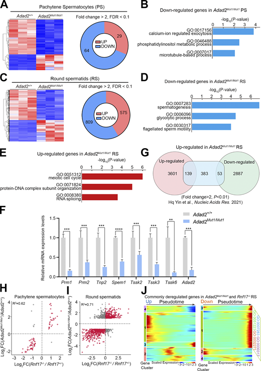 Highly correlated gene expression changes in the absence of either ADAD2 or RNF17. (A) RNA-seq derived heat maps and diagram depicting genes upregulated or downregulated in purified Adad2Mut1/Mut1 pachytene spermatocytes (PS). (B) GO term enrichment analysis for downregulated transcripts in purified Adad2Mut1/Mut1 PS. (C) RNA-seq derived heat maps and diagram depicting genes upregulated or downregulated in purified Adad2Mut1/Mut1 round spermatids (RS). (D) GO term enrichment analysis for downregulated transcripts in purified Adad2Mut1/Mut1 RS. (E) GO term enrichment analysis for upregulated transcripts in purified Adad2Mut1/Mut1 RS. (F) RT-qPCR analysis of the expression of eight selected downregulated germ cell developmental-associated genes in Adad2Mut1/Mut1 RS compared with Adad2+/+. Data are presented as mean ± SEM, n = 3. **P < 0.01, ***P < 0.001 using two-tailed Student’s t test. (G) Overlap of differentially expressed genes during the meiotic spermatocytes-to-postmeiotic round spermatids transition (Hq Yin et al., 2021) with the upregulated genes in Adad2Mut1/Mut1 RS. (H and I) Log2 fold-change (KO/WT) in transcript abundance upon the loss of Adad2 (y-axis) or Rnf17 (x-axis) in purified pachytene spermatocytes (H) and round spermatids (I). Dots represent concordantly (red) or discordantly (gray) misregulated genes. R2 was calculated using Pearson's correlation test. (J) Heatmaps showing the hierarchical relationship among the clusters of commonly deregulated genes in Adad2Mut1/Mut1 and Rnf17−/− round spermatids across pseudotime of spermatogenesis (undifferentiated spermatogonia to round spermatids). Expressions of the commonly upregulated genes (left) and the downregulated genes (right) in round spermatids of Rnf17−/− and Adad2Mut1/Mut1 mice were assessed by reanalyzing scRNA-seq data of spermatogenic cells (GSE109033). Pseudotime (left to right) corresponds to the developmental trajectory of spermatogenesis (undifferentiated spermatogonia to round spermatids). In clusters 1 and 3 of downregulated genes, GO terms (top 4 by P value) with false discovery rate (FDR) <0.01 are shown. GO:0032271: regulation of protein polymerization; GO:0007283: spermatogenesis; GO:0051223: regulation of protein transport; GO:0030317: flagellated sperm motility. See Table S7 for the complete gene list of the GO analyses. Refer to the image caption for details.