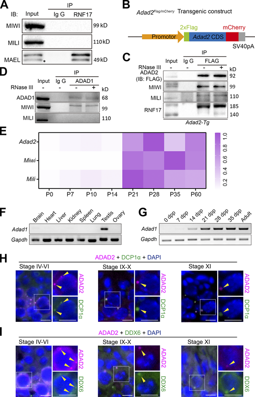 ADAD2 is associated with P-body in male germ cells. (A) Co-immunoprecipitation of RNF17 with MIWI, MILI, and MAEL from lysates isolated from WT testes. Asterisk marks the nonspecific bands. (B) Schematic representation of transgenic cassette expressing FLAG-ADAD2-mCherry cDNA driven by the Adad2 promoter. (C) Co-immunoprecipitation of FLAG with MIWI, MILI, and RNF17 from lysates isolated from Adad2-Tg testes. Immunoprecipitations were performed in the presence or absence of RNase III. (D) Co-immunoprecipitation of ADAD1 with MIWI and MILI from lysates isolated from wild-type testes. Immunoprecipitations were performed in the presence or absence of RNase III. (E) RT-qPCR derived heat maps depicting relative Adad2, Miwi, and Mili transcripts expression throughout testis development. (F) RT-PCR analysis of Adad1 transcript expression in multiple tissues from adult wild-type mice. (G) RT-PCR analysis of Adad1 transcript expression throughout testis development. (H and I) Double immunostaining with ADAD2 (FLAG, red) and DCP1α (green; H) or DDX6 (green; I) on spermatocytes from adult Adad2-Tg mouse testis sections are shown. DAPI (blue) marks the nuclei. Scale bars = 20 μm. P-bodies are marked with arrowheads. Source data are available for this figure: SourceData FS2.