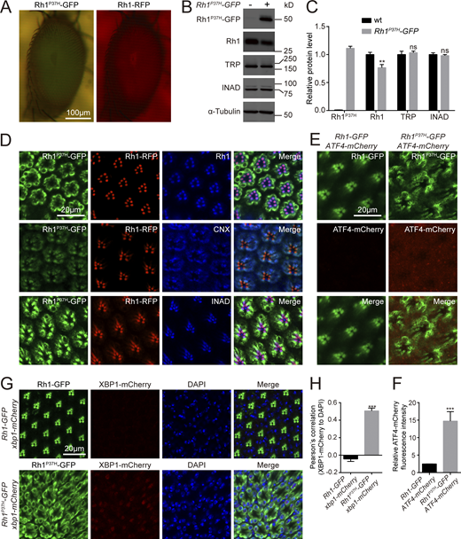 Establishment of a Rh1P37H-GFP-based Drosophila model of autosomal dominant retinitis pigmentosa (adRP). (A) Representative images of compound eyes expressing Rh1P37H-GFP and Rh1-RFP. Scale bar, 100 μm. (B) Western blot revealed that expression of Rh1P37H-GFP reduced the endogenous protein levels of wild-type Rh1. Anti-Rh1 antibodies failed to recognize c-terminal tagged Rh1 (Rh1-GFP/RFP). 1-d-old flies raised under 12-h-light–12-h-dark cycles were used. α-tubulin was used as a loading control. (C) Quantification of relative levels of endogenous Rh1, TRP, and INAD from B. Error bars indicate SEM (n = 3); ns, not significant; **P < 0.01 (two-way ANOVA, Sidak’s multiple comparisons test). (D) Tangential views of retina from ∼1-d-old Rh1-RFP; Rh1P37H-GFP flies labeled using anti-Rh1, anti-CNX (calnexin), and anti-INAD antibodies (blue). GFP fluorescence of Rh1P37H-GFP (green) and RFP fluorescence of Rh1-RFP (red) were directly observed. Scale bar, 20 μm. (E) Retinas of adult Rh1-GFP and Rh1P37H-GFP flies expressing ATF4-mCherry.1-d-old flies raised under 12-h-light–12-h-dark cycles were used. Scale bar, 20 μm. (F) Quantification of relative mCherry fluorescence intensity showed that the ER stress reporter ATF4-mCherry (E) was activated by Rh1P37H-GFP but not by wild-type Rh1-GFP. Error bars indicate SEM (n = 3); ***P < 0.001 (Student’s unpaired t test). (G) Retinas of adult Rh1-GFP and Rh1P37H-GFP flies expressing xbp1-mCherry. 1-d-old flies raised under 12-h-light–12-h-dark cycles were used. Scale bar, 20 μm. (H) Quantification of the co-localization between XBP1-mCherry and DAPI in flies that express Rh1-GFP or Rh1P37H-GFP. Error bars indicate SEM (n = 3); ***P < 0.001 (Student’s unpaired t test). Source data are available for this figure: SourceData F1. Refer to the image caption for details.