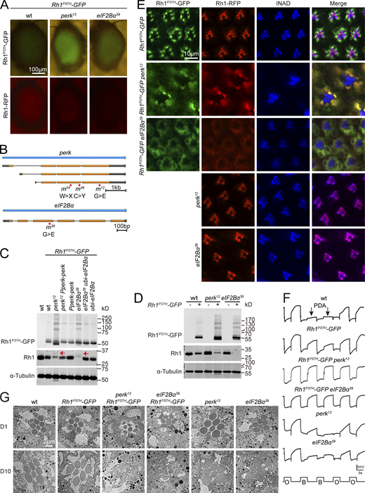 Rhodopsin homeostasis is disrupted by mutations in perk or eIF2Bα in the adRP model. (A) Isolation of perk12 and eIF2Bα39 mutants via a forward genetic screen. Rh1-RFP and Rh1P37H–GFP fluorescence were detected using a Stereo Fluorescence Microscope. Images from wild-type (ey-flp Rh1-RFP; Rh1P37H-GFP), perk12 (ey-flp Rh1-RFP; FRT82B Rh1P37H-GFP perk12/FRT82B GMR-hid CL), and eIF2Bα39 (ey-flp Rh1-RFP; FRT82B Rh1P37H-GFP eIF2Bα39/FRT82B GMR-hid CL) flies are shown. Scale bar, 100 μm. (B) The perk and eIF2Bα loci and mutations associated with the perk12, perk34, perk46, and eIF2Bα39 alleles. (C) Western blot of heads dissected from wild-type, perk12, and eIF2Bα39 flies expressing Rh1P37H-GFP. Levels of GFP and Rh1 are shown. Expressing PERK via the endogenous perk promoter (Pperk-perk) and eIF2Bα under a ubiquitin promoter (ubi-eIF2Bα) rescued the phenotypes. 1-d-old flies were used, and α-tubulin was used as a loading control. Bands of Rh1 with increased molecular weight (MW) in Rh1P37H-GFP perk12 and Rh1P37H-GFP eIF2Bα39 mutant flies are indicated by red arrows. (D) Western blot analysis of Rh1 in homozygous perk12 (ey-flp Rh1-RFP; FRT82B perk12/FRT82B GMR-hid CL) and eIF2Bα39 (ey-flp Rh1-RFP; FRT82B eIF2Bα39/FRT82B GMR-hid CL) mutants without Rh1P37H expression. (E) Tangential views of wild-type, perk12, and eIF2Bα39 retina expressing Rh1P37H-GFP and Rh1-RFP or homozygous perk12 (ey-flp Rh1-RFP; FRT82B perk12/FRT82B GMR-hid CL) and eIF2Bα39 (ey-flp Rh1-RFP; FRT82B eIF2Bα39/FRT82B GMR-hid CL) mutants without Rh1P37H expression labeled for INAD (blue, a rhabdomere marker). GFP fluorescence of Rh1P37H-GFP (green) and RFP fluorescence of Rh1-RFP (red) were directly observed. Scale bar, 10 μm. (F) ERG recordings of wt (Rh1-GFP) and Rh1P37H-GFP (ey-flp Rh1-RFP; Rh1P37H-GFP) flies showed that a PDA was induced by blue light (arrows). The PDA was eliminated in perk12 (ey-flp Rh1-RFP; FRT82B Rh1P37H-GFP perk12/FRT82B GMR-hid CL), and eIF2Bα39 (ey-flp Rh1-RFP; FRT82B Rh1P37H-GFP eIF2Bα39/FRT82B GMR-hid CL) flies. ERG recordings of perk12 and eIF2Bα39 mutants without Rh1P37H expression showed normal PDAs. 1-d-old flies were exposed to 5-s pulses of orange (O) or blue (B) light as indicated. At least 10 flies of each genotype were tested. (G) TEM images of eye tangential sections from 1-d-old and 10-d-old flies. Genotypes are indicated. Scale bar, 2 μm. All flies were in white eye background and raised under 12 h light/12 h dark cycles. Source data are available for this figure: SourceData F2.