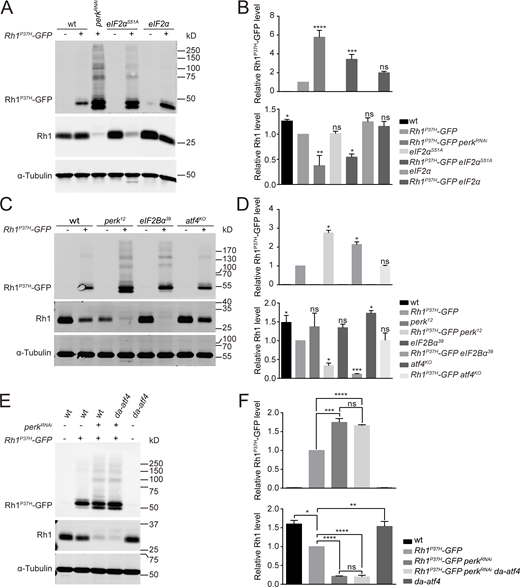 The PERK/eIF2α signaling pathway maintains Rh1 homeostasis independent of ATF4. (A) Western blot analysis of Rh1P37H-GFP and endogenous Rh1 in eIF2αS51A (GMR-Gal4/UAS-eIF2αS51ARh1P37H-GFP) and eIF2α (GMR-Gal4/UAS-eIF2α Rh1P37H-GFP) heads. Flies with perkRNAi expression (GMR-Gal4/UAS-perkRNAiRh1P37H-GFP) were used as a positive control. (B) Quantification of Rh1P37H-GFP and endogenous Rh1 levels. Error bars indicate SEM (n = 3); ns, not significant, *P < 0.1, **P < 0.01, ***P < 0.001, ****P < 0.0001 (one-way ANOVA, Sidak’s multiple comparisons test). (C and D) Western blot showed that levels of both Rh1P37H-GFP and endogenous Rh1 were unchanged in atf4KO (atf4KO; Rh1P37H-GFP) mutant flies, compared with wild-type control (Rh1P37H-GFP). The perk12 and eIF2Bα39 flies were used as positive controls. Error bars indicate SEM (n = 3); ns, not significant, *P < 0.1, ***P < 0.001 (one-way ANOVA, Sidak’s multiple comparisons test). (E and F) Western blot analysis showed that continuous expression of ATF4 failed to restore Rh1 homeostasis in perk knocked down flies. Levels of Rh1P37H-GFP and wild-type Rh1 were examined (E) and quantified (F) in perk knocked down flies (GMR-Gal4/UAS-perkRNAiRh1P37H-GFP) that expressed atf4 (da-atf4). Error bars indicate SEM (n = 3); ns, not significant, *P < 0.1, **P < 0.01, ***P < 0.001, ****P < 0.0001 (one-way ANOVA, Sidak’s multiple comparisons test). Source data are available for this figure: SourceData F3.