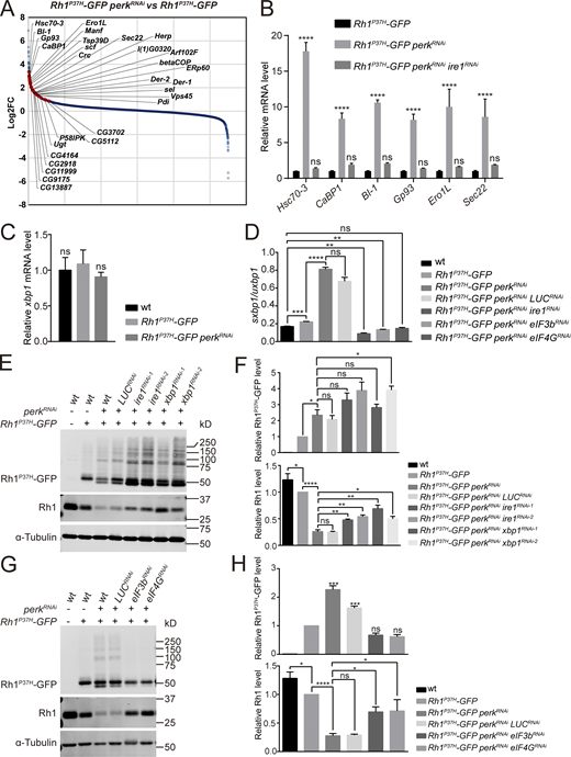 Activation of the IRE1/XBP1 axis is involved in degrading wild-type Rh1. (A) Transcriptome comparisons between retinas of Rh1P37H-GFP perkRNAi (GMR-Gal4/UAS-perkRNAiRh1P37H-GFP) and Rh1P37H-GFP flies. The genes strongly upregulated by spliced XBP1 are indicated by red dots. (B) qPCR analysis of Hsc70-3, CaBP1, BI-1, Gp93, Ero1L, and Sec22 to confirm the RNA-seq results. Error bars indicate SEM (n = 3); ns, not significant, ****P < 0.0001 (two-way ANOVA, Sidak’s multiple comparisons test). The mRNAs were prepared from dissected retina of young (∼1-d-old) flies with indicated genotypes. (C) qPCR analysis of the total mRNA levels of xbp1 in wt, Rh1P37H-GFP, and Rh1P37H-GFP perkRNAi retina. Error bars indicate SEM (n = 3); ns, not significant (one-way ANOVA, Sidak’s multiple comparisons test). (D) The sxbp1 (spliced form)/uxbp1 (unspliced form) ratio quantified from qPCR analysis. The mRNAs were prepared from dissected retina of ∼1-d-old flies with indicated genotypes. Error bars indicate SEM (n = 3); ns, not significant, **P < 0.01, ***P < 0.001, ****P < 0.0001 (one-way ANOVA, Sidak’s multiple comparisons test). (E and F) Western blot analysis of Rh1P37H-GFP and endogenous Rh1 showed that expressing ire1RNAi or xbp1RNAi significantly blocked the reduction of wild-type Rh1 by knocking down perk in Rh1P37H-GFP models. Two independent ire1RNAi and xbp1RNAi lines were used, and LUCRNAi was used as a control. Error bars indicate SEM (n = 3); ns, not significant, *P < 0.1, **P < 0.01, ****P < 0.0001 (one-way ANOVA, Sidak’s multiple comparisons test). (G and H) Western blot analysis of Rh1P37H-GFP and endogenous Rh1 showed that blocking translation by eIF3bRNAi and eIF4GRNAi suppressed both accumulation of Rh1P37H-GFP and reduction of wild-type Rh1 in Rh1P37H-GFP perkRNAi flies. LUCRNAi was used as a negative control, and α-tubulin was used as a loading control. Error bars indicate SEM (n = 3); ns, not significant, *P < 0.1, ***P < 0.001, ****P < 0.0001 (one-way ANOVA, Sidak’s multiple comparisons test). Source data are available for this figure: SourceData F4.