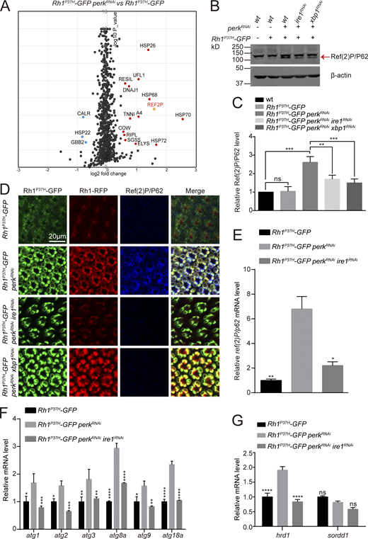 Autophagy is induced by blocking PERK in Rh1P37Hphotoreceptor cells. (A) Proteomic profiling comparing protein levels in retinas of Rh1P37H-GFP perkRNAi (GMR-Gal4/UAS-perkRNAiRh1P37H-GFP) and Rh1P37H-GFP flies (Tandem Mass Tag-LC MS/MS assay). A total of 1,339 proteins were confidently identified (at least two unique peptides per protein). A subset of proteins up- or downregulated in Rh1P37H-GFP perkRNAi cells are highlighted by protein identification. (B and C) Western blotting confirmed that Ref(2)P/P62 was upregulated in Rh1P37H-GFP perkRNAi flies. This was abolished by expression of ire1RNAi and xbp1RNAi. Ref(2)P/P62 protein is indicated by the red arrow. Error bars indicate SEM (n = 6); ns, not significant, **P < 0.01, ***P < 0.001 (one-way ANOVA, Sidak’s multiple comparisons test). (D) Tangential views of retina expressing Rh1P37H-GFP (green) and Rh1-RFP (red) with perkRNAi and/or ire1RNAi/xbp1RNAi staining against Ref(2)P/P62 (blue). Scale bar, 20 μm. (E) qPCR analysis of ref(2)P/p62 mRNA levels in Rh1P37H-GFP perkRNAi and Rh1P37H-GFP perkRNAiire1RNAi retinas compared with Rh1P37H-GFP controls. Error bars indicate SEM (n = 3); *P < 0.1, **P < 0.01 (one-way ANOVA, Sidak’s multiple comparisons test). (F) qPCR analysis showed that mRNA levels of autophagy-related genes (including atg1, atg2, atg3, atg8a, atg9, and atg18a) were upregulated in the retina of Rh1P37H-GFP perkRNAi flies, compared with Rh1P37H-GFP and Rh1P37H-GFP perkRNAiire1RNAi retina. Error bars indicate SEM (n = 3); *P < 0.1, **P < 0.01, ***P < 0.001, ****P < 0.0001 (two -way ANOVA, Sidak’s multiple comparisons test). 1-d-old flies of indicated genotypes were used. (G) qPCR analysis showed that mRNA levels of the ER-associated E3 ligase, hrd1 (bot not sordd1) was upregulated in the retina of Rh1P37H-GFP perkRNAi flies, compared with Rh1P37H-GFP and Rh1P37H-GFP perkRNAiire1RNAi retina. Error bars indicate SEM (n = 3); ns, not significant, ****P < 0.0001 (two-way ANOVA, Sidak’s multiple comparisons test). 1-d-old flies of indicated genotypes were used. Source data are available for this figure: SourceData F5. Refer to the image caption for details.