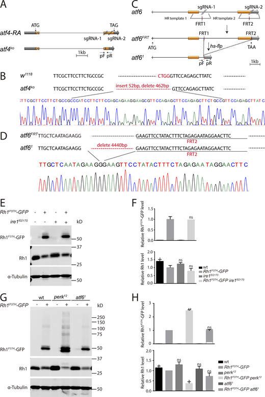 Levels of Rh1P37Hand endogenous Rh1 were unaffected by mutations in the ire1 and atf6. (A) Schematic of atf4 deletion through sgRNA targeting. Organization of the atf4 locus and the expected structure of the deletion allele atf4KO are shown. Orange boxes represent the coding region. The positions of the sgRNA pair and the DNA primers used for PCR (arrows, pF and pR) are indicated. (B) Verification of the atf4KO locus by DNA sequencing. The atf4KO mutation inserts 52 bp and eliminates 462 bp within the atf4 locus. (C) Schematic of atf6 deletion through sgRNA targeting and Flp/FRT recombination. Organization of the atf6 locus and the structure of atf6FRT and atf61 is shown. Briefly, two FRT sites (red) were inserted into the atf6 locus using CRISPR/Cas9-mediated homologous recombination. The atf6FRT knock-in flies, were cross with hs-flp lines to delete the DNA fragments between the two FRT sites. PCR primers (arrows, pF and pR) were used to verify the atf61 flies. (D) Verification of the atf61 locus by DNA sequencing. The atf61 mutation eliminates 4,440 bp within the atf6FRT locus. (E and F) Western blot of heads dissected from wild-type (ey-flp Rh1-RFP; Rh1P37H-GFP) and ire1 mutant (ey-flp Rh1-RFP; FRT82B Rh1P37H-GFP ire1f02170/FRT82B GMR-hid CL) flies against Rh1P37H-GFP and Rh1 were shown (E) and quantified (F). Error bars indicate SEM (n = 3); ns, not significant, *P < 0.1 (one-way ANOVA, Sidak’s multiple comparisons test). (G and H) Western blot analysis of Rh1P37H-GFP and endogenous Rh1 in homozygous atf61 (atf61; Rh1P37H-GFP) null mutant heads. Error bars indicate SEM (n = 3); ns, not significant, *P < 0.1, **P < 0.01 (one-way ANOVA, Sidak’s multiple comparisons test). Source data are available for this figure: SourceData FS2.