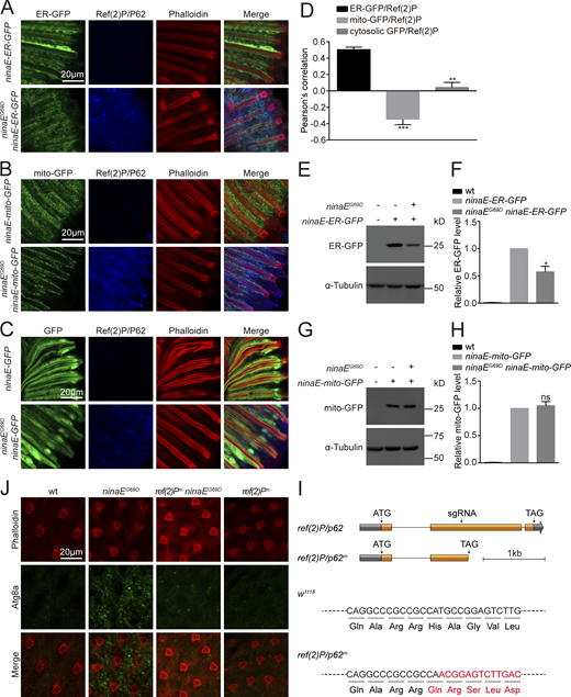 ER-phagy was induced in the ninaEG69Dmodel of adRP. (A–D) ER-GFP, but not mito-GFP or cytosolic GFP colocalized with Ref(2)P/P62 in ninaEG69D photoreceptor cells. Longitudinal views of retinas from ninaE-ER-GFP/ninaEG69D (A), ninaE-mito-GFP/ninaEG69D (B), and ninaE-GFP/ninaEG69D(C) flies labeled against GFP (green) and Ref(2)P/P62 (blue). Phalloidin (red) was used as a marker for rhabdomere. Scale bar, 20 μm. (D) Quantification of the co-localization between Ref(2)P/P62 and ER-GFP, mito-GFP, or cytosolic GFP in ninaEG69D photoreceptor cells. Error bars indicate SEM (n = 3); **P < 0.01, ***P < 0.001 (Student’s unpaired t test). (E–H) Western blotting against GFP to examine the levels of ER-GFP (E and F) and mito-GFP (G and H) in the ninaEG69D background. Error bars indicate SEM (n = 3); ns, not significant, *P < 0.1 (one-way ANOVA, Sidak’s multiple comparisons test). 1-d-old flies of indicated genotypes were used. (I) Generation of ref(2)Pm flies. Organization of the ref(2)P/p62 locus is shown. A single sgRNA primer was used to generate the mutations. The ref(2)Pm frame-shift mutation was identified via DNA sequencing. (J) Immunostaining photoreceptor cells for Atg8a showed an increase in Atg8a puncta in ninaEG69D photoreceptor cells. This was abolished when the ref(2)Pm mutation was introduced. Phalloidin served as a marker for ommatidia. Source data are available for this figure: SourceData FS5.