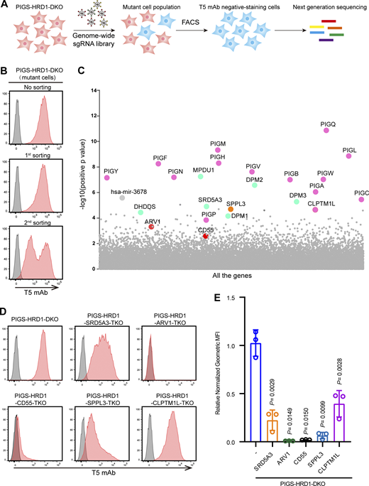 CRISPR–Cas9 pooled screening to identify regulators of GPI biosynthesis. (A) Strategy for a FACS-based genome-wide CRISPR screen in PIGS-HRD1-DKO cells. (B) Flow cytometry results for parental cells, first sorting, and second sorting of PIGS-HRD1-DKO cells stained with T5 mAb. (C) Scatter plot showing genes corresponding to gRNAs that were significantly enriched in second sorted PIGS-HRD1-DKO cells using MAGeCK. The pink bubble denotes PIG genes, the blue bubble denotes DPM-related and Dol-P-related genes, the orange bubble denotes SPPL3, and the red bubble denotes functionally unknown genes in GPI biosynthesis. See Data S1 for the entire data. (D and E) Flow cytometry analysis of the KO of top-ranking five genes identified using our CRISPR screen in PIGS-HRD1-DKO cells. Cells were stained with T5 mAb. Relative normalized geometric MFI of PIGS-HRD1-DKO is set 1.0 and those of five gene KO cells are displayed as the mean ± SD from three independent experiments with P values (one-way ANOVA followed by Dunnett’s multiple comparisons test).