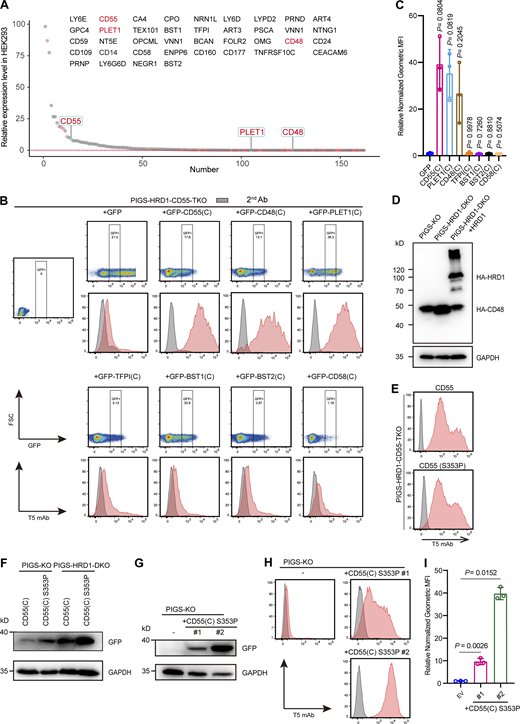 Specific GPI attachment signal peptides-dependent upregulation of GPI biosynthesis. (A) Relative levels of mRNAs for GPI-APs in HEK293 cells. Y axis: value of TPM. X axis: number of GPI-APs. Red dots: GPI-APs chosen for KO in PIGS-HRD1-DKO cells or overexpression in PIGS-HRD1-CD55-TKO cells. The tested GPI-APs are listed. CD55, CD48, and PLET1 are highlighted in red. See Table S2 for the entire data. (B) Flow cytometry analysis of PIGS-HRD1-CD55-TKO cells transiently expressing GFP-fused GPI attachment signal peptides of various GPI-APs or GFP only. After staining with T5 mAb, cells expressing similar levels of GFP were gated and their T5 mAb staining levels were compared. (C) Relative normalized geometric MFI of PIGS-HRD1-CD55-TKO transfected with GFP is compared with those of PIGS-HRD1-CD55-TKO transfected with GFP-fused GPI attachment signal peptides of various GPI-APs and displayed as the mean ± SD from three independent experiments with P values (one-way ANOVA followed by Dunnett’s multiple comparisons test). (D) Cell lysates prepared from PIGS-KO, PIGS-HRD1-DKO, and PIGS-HRD1-DKO+HA-HRD1 rescued cells transiently expressing HA-CD48 were analyzed by WB. Protein expression was detected using anti-HA antibody. GAPDH, a loading control. (E) PIGS-HRD1-CD55-TKO cells were transiently transfected with cDNAs of EGFP-fused WT CD55(C) or S353P CD55(C). The surface expression of free GPI was stained with T5 mAb and analyzed by flow cytometry. (F) Cell lysates prepared from the cells transiently overexpressed EGFP-CD55(C) and S353P CD55(C) in PIGS-KO or PIGS-HRD1-DKO cells were analyzed by WB against anti-GFP antibody. GAPDH, a loading control. (G–I) PIGS-KO cells were stably transfected with the GFP-fused CD55(C) S353P mutant, and two single clones, #1 and #2, were isolated. The expression of GFP-fused CD55(C) S353P was analyzed using WB (G). GAPDH, a loading control. The surface expression of free GPI was stained with T5 mAb and analyzed by flow cytometry (H). Relative normalized geometric MFI in PIGS-KO is compared with clones #1 and #2 and displayed as the mean ± SD from three independent experiments with P values (one-way ANOVA followed by Dunnett’s multiple comparisons test; I). Source data are available for this figure: SourceData F5.