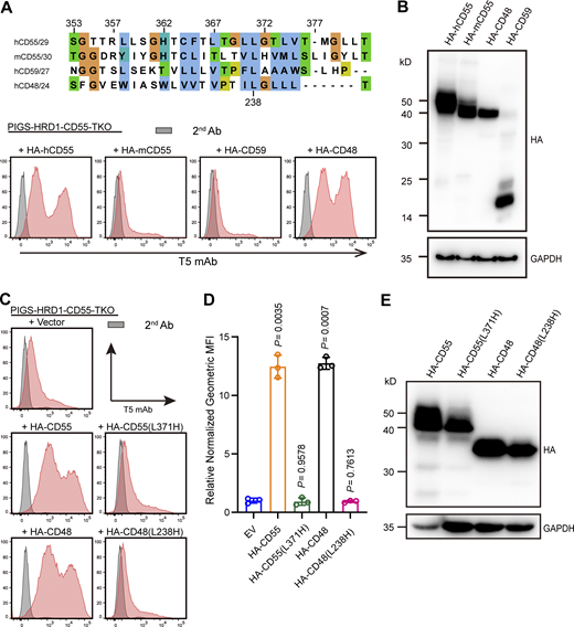 Exploration of the function-important residues of the GPI attachment signal peptide in GPI biosynthesis. (A) Upper: GPI attachment signal peptides of human CD55, mouse CD55, CD59, and CD48 are aligned. The conservation of amino acids is shown in colors. Lower: Flow cytometry analysis of PIGS-HRD1-CD55-TKO cells transiently expressing plasmids with HA-tagged human CD55, mouse CD55, CD59, and CD48. Cells were stained with T5 mAb. (B) Cell lysates prepared from the cells used in A were analyzed by WB. The expression of fused proteins was detected by HA antibody. GAPDH was used as a loading control. (C–E) The indicated mutant CD55 and CD48 constructs were transiently expressed in PIGS-HRD1-CD55-TKO cells. Surface expression of free GPI was detected using flow cytometry. Relative normalized geometric MFI in PIGS-HRD1-CD55-TKO transfected with EV is compared with various transfected cells and displayed as the mean ± SD from three independent experiments with P values (one-way ANOVA followed by Dunnett’s multiple comparisons test). Cell lysates prepared from the cells used in C were analyzed by WB. The expression of fused proteins was detected by HA antibody. GAPDH was used as a loading control. Source data are available for this figure: SourceData F6.