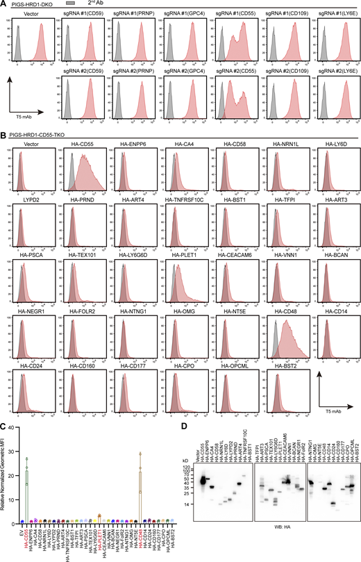 Exploration of GPI-APs involved in GPI biosynthesis. (A) Flow cytometry analysis of PIGS-HRD1-DKO cell-transfected plasmids bearing two target gRNAs of CD59, PRNP, CD55, CD109, and LY6E and cultured for 8 d. Cells were stained with T5 mAb. (B and C) Flow cytometry analysis of PIGS-HRD1-CD55-TKO cells transiently expressing different HA-tagged GPI-APs. Cells were stained with T5 mAb and quantified. n = 3. Normalized geometric MFI in PIGS-HRD1-CD55-TKO cells transfected with EV is compared with PIGS-HRD1-CD55-TKO cells transfected with plasmids of different HA-tagged GPI-APs and displayed as the mean ± SD from three independent experiments (one-way ANOVA followed by Dunnett’s multiple comparisons test). (D) Cell lysates prepared from the cells used in B were analyzed by WB. Protein expression was detected using HA antibody. Source data are available for this figure: SourceData FS3.