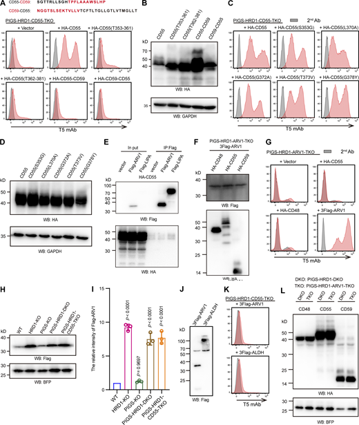 Function of the GPI attachment signal peptide of CD55 and interaction of ARV1 with CD55. (A) Upper: Chimera GPI attachment signal peptide of CD55 and CD59. Lower: Flow cytometry analysis of PIGS-HRD1-CD55-TKO cells transfected with the HA-CD55 truncated hydrophilic or the hydrophobic region of GPI attachment signal peptide, and chimera CD55 and CD59. Cells were stained with T5 mAb. (B) Cell lysates prepared from the cells used in A were analyzed by WB. Protein expression was detected using HA antibody. GAPDH was used as a loading control. (C) Flow cytometry analysis of PIGS-HRD1-CD55-TKO cells transfected with HA-CD55 mutants of GPI attachment signal peptide. Cells were stained with T5 mAb. (D) Cell lysates prepared from the cells used in C were analyzed by WB. Expression of mutant proteins was detected using the HA antibody. GAPDH was used as a loading control. (E) Cell lysates prepared from PIGS-HRD1-CD55-TKO cells that expressed HA-CD55 stably and Flag-ARV1 or Flag-LIPA transiently were immunoprecipitated with anti-Flag beads. Samples were analyzed by WB. Proteins were detected using the Flag and HA antibodies. (F) Cell lysates prepared from PIGS-HRD1-ARV1-TKO cells stably expressing 3Flag-ARV1 transiently expressing HA-tagged CD48, CD55, and CD59 were analyzed by WB. Protein expression was detected using the Flag and HA antibodies. (G) Flow cytometry analysis of PIGS-HRD1-ARV1-TKO cells transfected with HA-CD55, HA-CD48, and 3Flag-ARV1. Cells were stained with T5 mAb. (H) Cell lysates prepared from WT, HRD1-KO, PIGS-KO, PIGS-HRD1-DKO, and PIGS-HRD1-CD55-TKO cells transiently coexpressed 3Flag-ARV1 and BFP were analyzed by WB. Protein expression was detected using the Flag and BFP antibodies. BFP was used as a loading control. (I) The relative intensity of ARV1 level in H were displayed as the value ± SD from three independent experiments (one-way ANOVA followed by Dunnett’s multiple comparisons test). (J and K) PIGS-HRD1-CD55-TKO cells transiently expressed 3Flag-ARV1 and 3Flag-ALDH were analyzed by WB using the Flag antibody (J) and flow cytometry using T5 mAb (K). (L) Cell lysates prepared from PIGS-HRD1-DKO and PIGS-HRD1-ARV1-TKO cells transiently coexpressed HA-tagged CD48, CD55, or CD59 were analyzed by WB. Protein expression was detected using HA antibody. Cotransfected BFP was used as a loading control. Source data are available for this figure: SourceData FS4.