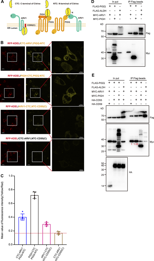 Analysis of the interaction of ARV1 with CD55 or PIGQ. (A) Schematic model of the BiFC system. Split Citrines (N-fragment and C-fragment) were fused at C-termini or N-termini of ARV1, PIGQ, CD55(C), and PIGH. When the N-fragment and C-fragment of Citrine interact with each other, mature fluorescence protein is generated. (B) Fluorescence images of PIGS-HRD1-CD55-TKO cells transiently coexpressing RFP-KDEL and split Citrine fused proteins. (C) The mean value of the fluorescence intensity of cells shown in B was calculated by ImageJ and displayed as the mean (Yellow/Red) ± SD of five independent cells. (D) Cell lysates prepared from PIGS-HRD1-CD55-TKO transfectants were immunoprecipitated with anti-Flag beads. Samples were analyzed by WB. Proteins were detected using the Flag or Myc antibodies. (E) Cell lysates prepared from PIGS-HRD1-CD55-TKO transfectants were immunoprecipitated with anti-Flag beads. Samples were analyzed by WB. Proteins were detected using the Flag, HA, or Myc antibodies. Coimmunoprecipitated level was indicated with numbers in red. Source data are available for this figure: SourceData FS5.