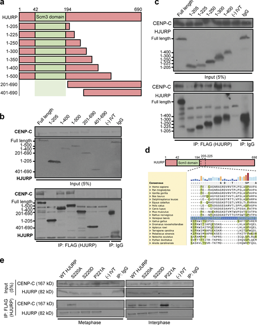 A conserved SP site on the HJURP N-terminus regulates its interaction with CENP-C. (a) Schematic representation of HJURP truncations used to identify the CENP-C interacting region in b and c. Amino acids spanned by each truncation are shown to the left. (b) A fragment of HJURP spanning amino acids 1–400 binds to CENP-C. Interphase extract was supplemented with the FLAG-HJURP truncations specified at the top of the panel. Following FLAG-HJURP immunoprecipitation, co-precipitation of CENP-C was assayed by anti–CENP-C immunoblotting. For b, c, and e, mock precipitations using scrambled DNA translated in vitro (-IVT) or whole mouse IgG serve as negative controls. For b and c, the top panel shows 5% of the input material and the bottom panel shows the immunoprecipitates with the sizes of HJURP fragments indicated on the left. (c) HJURP amino acid residues 205–225 are required for its interaction with CENP-C. Interphase extract was supplemented with the specified FLAG-HJURP truncations. Coimmunoprecipitation of endogenous CENP-C was assayed by anti–CENP-C immunoblotting following FLAG-HJURP immunoprecipitation. (d) Vertebrate HJURP contains a conserved N-terminal S/P site. HJURP sequences are aligned using X. laevis HJURP205-225 as a reference (blue row). (e) HJURP S220 (HJURPS220) regulates association with CENP-C. Interphase and metaphase extracts were supplemented with the indicated FLAG-HJURP mutants. FLAG-HJURP was immunoprecipitated (IP) and coprecipitation of endogenous CENP-C was assayed by anti–CENP-C immunoblotting. The top panel shows 5% of the input material, the bottom panel shows the immunoprecipitates. Source data are available for this figure: SourceData F2. Refer to the image caption for details.