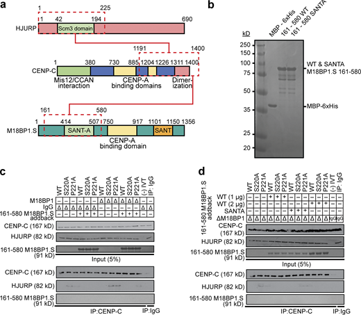 M18BP1.S competes for HJURP binding to CENP-C. (a) Schematic of the domains of HJURP and M18BP1.S that compete for binding to the CENP-C C-terminus. (b–d) Coomassie stained gel of purified proteins used in c and d. Proteins are indicated on top and their full-length migration position to the right. The molecular weight standards in kD are indicated to the left. (c) Addition of M18BP1.S to undepleted or M18BP1-depleted metaphase extract competes for the interaction between HJURPS220A or HJURPP221A and CENP-C. HJURP mutants indicated across the top were added to metaphase X. laevis extract that had been depleted with M18BP1 antibody or mock-depleted with IgG (∆). Extract supplemented with the 161–580 fragment of M18BP1.S are indicated (+). The top panel contains 5% of the input material and the bottom panel contains the immunoprecipitates after CENP-C precipitation and Western blotting for CENP-C, FLAG (HJURP), and M18BP1. (d) The SANTA domain mutant of M18BP1.S that cannot bind CENP-C fails to compete for HJURPS220A or HJURPP221A binding. Extracts were manipulated as in c with the addition of two different concentrations of M18BP1.S161-580 or the addition of the M18BP1.SSANTA mutant as indicated on the left. The top panel contains 5% of the input material and the bottom panel contains the immunoprecipitates after CENP-C precipitation and Western blotting for CENP-C, FLAG (HJURP), and M18BP1. Mock precipitations using scrambled DNA translated in vitro (-IVT) or whole mouse IgG serve as negative controls. Source data are available for this figure: SourceData F5. Refer to the image caption for details.