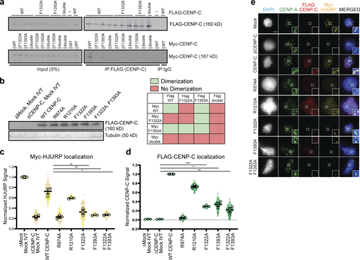 Analysis of effect of CENP-C mutations on HJURP and CENP-C activity. (a) Mutations in the CENP-C cupin domain inhibit CENP-C dimerization in Xenopus egg extract. Interphase extract was supplemented with the specified FLAG-CENP-C and Myc-CENP-C mutants. The F1322A/F1393A mutant is labeled double. Coimmunoprecipitation of Myc-CENP-C (bottom panels) was assayed by anti-Myc immunoblotting following FLAG-CENP-C precipitation (top panels). Mock precipitations using scrambled DNA translated in vitro (-IVT) or whole mouse IgG are indicated. The left panels contain 5% of the input material and the right panel contains the immunoprecipitations. A color-coded matrix showing combinations of mutants that block (red) or allow (green) dimerization is displayed on the bottom right. (b) Levels of in vitro translated mutant CENP-C proteins after addition to X. laevis egg extracts used in Fig. 1, e and f. Tubulin is shown as a loading control, the mutant or wild-type protein used is indicated above each lane. (c) HJURP centromere localization is affected when CENP-C–depleted interphase extracts are rescued with FLAG-CENP-C mutants. Quantification of Myc-HJURP centromere localization on sperm chromatin in CENP-C–depleted interphase extracts rescued with specified CENP-C mutant (shown in e). Values are normalized to mock depletion and mock IVT centromere signal in interphase extract. Plot shows mean Myc-HJURP signal on sperm chromatin ± SEM (n = 3; **, P < 0.01; *, P < 0.05; Wilcox/Mann–Whitney test). (d) Mutations to the CENP-A binding region and the cupin domain of CENP-C negatively affect centromere localization. Quantification of FLAG-CENP-C centromere localization on sperm chromatin in CENP-C–depleted interphase extracts rescued with specified CENP-C mutant (shown in e). Values are normalized to CENP-C depletion and wild-type CENP-C IVT addback signal in interphase extract. Plot shows mean FLAG-CENP-C signal on sperm chromatin ± SEM (n = 3; *, P < 0.05; **, P < 0.01; ***, P < 0.001; Wilcox/Mann–Whitney test). (e) CENP-C mutations disrupt HJURP and CENP-C centromere localization. Representative images of sperm nuclei incubated in CENP-C–depleted interphase Xenopus egg extracts complemented with the CENP-C mutant indicated. Extracts were supplemented with in vitro translated myc-HJURP protein to assay localization. Immunolocalized protein is specified above. Insets are magnified 300%. Scale bar represents 5 µm. Source data are available for this figure: SourceData FS1.