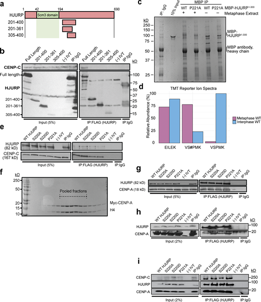 Mutations on the conserved N-terminal SP residues of HJURP do not affect CENP-C and CENP-A binding in vitro.(a) Schematic representation of HJURP truncations used to identify the CENP-C interacting region in b. (b) Fragments of HJURP C-terminal to amino acid residue 201 do not bind CENP-C in interphase extracts. Interphase extract was supplemented with specified FLAG-HJURP truncations. Coimmunoprecipitation of endogenous CENP-C was assayed by anti–CENP-C immunoblotting following immunoprecipitation (IP) of FLAG-HJURP. Mock precipitations using scrambled DNA translated in vitro (-IVT) or whole mouse IgG served as negative controls. (c) Interphase or metaphase extracts were supplemented with either WT or P221A X. laevis MBP-HJURP (residues 1–300). MBP-HJURP was immunoprecipitated and submitted for mass spectrometry. Mock precipitation using whole mouse IgG served as a negative control. (d) Relative abundance of phosphopeptides from WT MBP-HJURP S220 in metaphase versus interphase egg extract. Peptide EILEK serves as a negative control. VS#PMK represents S220 phosphorylated peptide and VSPMK represents unphosphorylated peptide. (e) S220 and P221 mutations on HJURP do not affect CENP-C binding in vitro. Interaction assay was performed using in vitro translated HJURP mutant and CENP-C. Coimmunoprecipitation of CENP-C was assayed by anti–CENP-C immunoblotting following FLAG-HJURP precipitation. Mock precipitations using scrambled DNA translated in vitro (-IVT) or whole mouse IgG served as negative controls. (f) Purification of recombinant Myc-CENP-A/H4 heterodimer. Coomasie stained SDS-PAGE gel of S-column fractions of purified Myc-CENP-A/H4 heterodimer. Dotted lines highlight pooled fractions. (g) Binding of CENP-A/H4 to HJURP is not affected by S220 or P221 mutations. An in vitro interaction assay was performed using the indicated in vitro translated HJURP mutant and recombinant purified Xenopus CENP-A/H4. Co-immunoprecipitation of CENP-A was assayed by anti–CENP-A immunoblotting following FLAG-HJURP precipitation. Mock precipitations using scrambled DNA translated in vitro (-IVT) or whole mouse IgG served as negative controls. (h) Binding of CENP-A/H4 to HJURP is not affected by S220 or P221 mutations. The indicated in vitro translated HJURP mutant and recombinant purified Xenopus CENP-A/H4 were added to interphase egg extract. Co-immunoprecipitation of CENP-A was assayed by anti–CENP-A immunoblotting following FLAG-HJURP precipitation. Mock precipitations using scrambled DNA translated in vitro (-IVT) or whole mouse IgG served as negative controls. (i) Simultaneous binding of CENP-A/H4 and CENP-C to HJURP is not affected by S220 or P221 mutations. An in vitro interaction assay was performed using the indicated in vitro translated HJURP mutant, in vitro translated CENP-C, and recombinant purified Xenopus CENP-A/H4. Coimmunoprecipitation of CENP-C and CENP-A were assayed by anti-myc immunoblotting following FLAG-HJURP precipitation. Mock precipitations using scrambled DNA translated in vitro (-IVT) or whole mouse IgG served as negative controls. Source data are available for this figure: SourceData FS2.