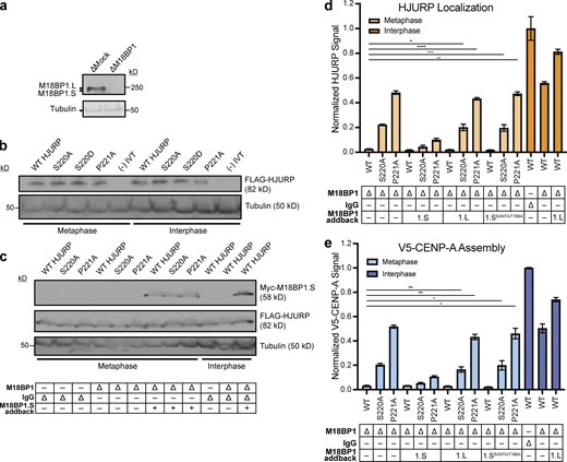 Neither M18BP1.L nor M18BP1.S mutants that cannot localize in metaphase prevent premature HJURP localization and CENP-A assembly. (a) Representative Western blot of M18BP1 depleted extracts used in Fig. 4, a–c. Depletion (Δ) is indicated above on each column. A Tubulin Western blot is included as a loading control. (b) In vitro translated mutant HJURP proteins added into extracts for experiments in Fig. 3. a–c. Samples were taken from egg extracts and Western blotted for FLAG(HJURP) and Tubulin as a loading control. (c) In vitro translated mutant HJURP and M18BP1.S proteins were added to extracts for experiments in Fig. 4, a–c. Samples were taken from egg extracts and Western blotted for FLAG(HJURP), Myc(M18BP1), and Tubulin as a loading control. Depletion and addback conditions are indicated under each lane. (d) The M18BP1.L protein that does not bind CENP-C in metaphase or an M18BP1.S mutant (M18BP1.SSANTA/T166A) that cannot bind CENP-C fail to compete for HJURP localization at centromeres in metaphase extracts. Quantification of FLAG-HJURP centromere localization on sperm chromatin in M18BP1-depleted metaphase and interphase extracts. Values are normalized to wild-type FLAG-HJURP centromere signal in mock-depleted interphase extract. Bottom rows indicate depletion (Δ) status (M18BP1 or IgG antibody) and M18BP1 addback (1.S, 1.L, or 1.SSANTA/T166A) for each condition. Plot shows mean FLAG-HJURP signal on sperm chromatin ± SEM of at least three experiments (*, P < 0.057; **, P < 0.033; ***, P < 0.025; ****, P < 0.018, Wilcox/Mann–Whitney Test). (e) Metaphase CENP-A assembly is not affected by addition of M18BP1.L and M18BP1.SSANTA/T166A. Quantification of V5-CENP-A assembly on sperm chromatin in M18BP1-depleted metaphase and interphase extracts. Values are normalized to V5-CENP-A assembly signal in wild-type HJURP condition on mock-depleted interphase extracts. Bottom rows indicate depletion (Δ) status (M18BP1 or IgG antibody) and M18BP1 addback (1.S, 1.L, or 1.SSANTA/T166A) for each condition. Plot shows mean V5-CENP-A assembly signal on sperm chromatin ± SEM of at least three experiments (*, P < 0.05; **, P < 0.01; Wilcox/Mann–Whitney Test). Source data are available for this figure: SourceData FS3. Refer to the image caption for details.