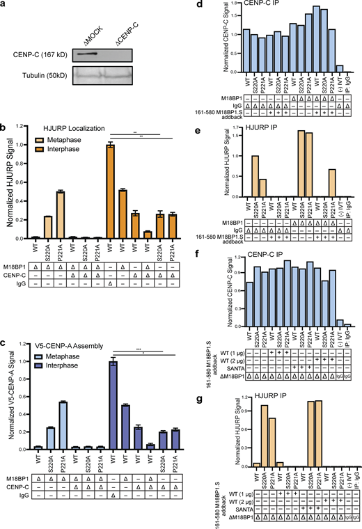 Metaphase HJURP centromere localization and CENP-A assembly require CENP-C. (a) Representative Western blot of CENP-C depleted extract samples used in (b) and (c). Depletion (Δ) is indicated above each column. A Tubulin Western blot is included as a loading control. (b) Dual depletion of CENP-C and M18BP1 in metaphase prevents localization of HJURP mutants. Quantification of FLAG-HJURP centromere localization on sperm chromatin in M18BP1 and/or CENP-C depleted metaphase and interphase extracts. Values are normalized to wild-type FLAG-HJURP centromere signal in mock-depleted interphase extract. Bottom rows indicate depletion (Δ) status (M18BP1, CENP-C, or IgG antibody) for each condition. Plot shows mean FLAG-HJURP signal on sperm chromatin ± SEM of at least three experiments (**, P < 0.01; Wilcox/Mann–Whitney Test). (c) CENP-C is required for premature CENP-A assembly in metaphase driven by HJURPS220A or P221A and M18BP1 depletion. Quantification of V5-CENP-A assembly on sperm chromatin in single depletion (M18BP1) interphase and metaphase extracts, and dual depleted (CENP-C and M18BP1) extracts. Values are normalized to V5-CENP-A assembly signal in wild-type HJURP condition on mock-depleted interphase extracts. Bottom rows indicate depletion (Δ) status (M18BP1, CENP-C, or IgG antibody) for each condition. Plot shows mean V5-CENP-A assembly signal on sperm chromatin ± SEM of at least three experiments (*, P < 0.05; ***, P < 0.001; Wilcox/Mann–Whitney Test). (d) Quantification of anti–CENP-C Western blots following CENP-C immunoprecipitation (IP; Fig. 5 c) shows consistent levels of CENP-C in all conditions. Signal was normalized to mock-depleted extract with HJURP S220A and no M18BP1.S addback. (e) Quantification of anti-HJURP Western blots following CENP-C immunoprecipitation (Fig. 5 c) shows M18BP1.S161-580 competes for CENP-C binding with HJURPS220A or HJURPP221A. Signal was normalized to mock-depleted extract with HJURPS220A and no M18BP1.S addback. (f) Quantification of anti–CENP-C Western blots following CENP-C immunoprecipitation (Fig. 5 d) shows consistent levels of CENP-C in all conditions. Signal was normalized to M18BP1-depleted extract with HJURP S220A and no M18BP1.S161-580 addback. (g) Quantification of anti-HJURP Western blots following CENP-C immunoprecipitation (Fig. 5 d) shows that M18BP1.S161-580 competes for CENP-C binding, but the SANTA domain mutant of M18BP1.S that cannot bind to CENP-C fails to compete. Signal was normalized to M18BP1-depleted extract with HJURP S220A and no M18BP1.S161-580 addback. Source data are available for this figure: SourceData FS4.