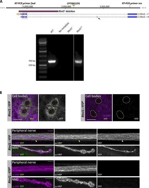 Effects of Rtnl1 mutant CRISPR alleles on Rtnl1 expression. (A) RT-PCR strategy to test presence of Rtnl1 transcripts (top). For the Rtnl1 isoforms shown, blue boxes indicate exons, broken lines indicate introns, light orange boxes indicate 5′ and-3′ UTRs, and arrows indicate the direction of transcription. A green triangle shows the position of the Rtnl1::YFP exon trap insertion (CPTI001291). Genomic coordinates are based on Release 6.26 of the D. melanogaster genome (http://flybase.org). Using the indicated primers, the expected amplicon from genomic DNA is around 14 kb. The expected amplicon for Rtnl1 transcript F is 636 bp, and for transcript H is 672 bp, due to an extra small exon (arrow). The box surrounded by a broken line shows the region containing Rtnl118 lesions. Agarose gel electrophoresis (1%) of reverse-transcribed cDNA (bottom) shows that Rtnl118 does not disrupt Rtnl1 mRNA transcription. For both WT and Rtnl118 alleles, only one amplicon is seen, which is slightly smaller in Rtnl118, due to the small deletions totaling 25 bp within the amplified region (see Fig. 1 A and Fig. S1 A for details). (B) Confocal sections of neuronal cell bodies, peripheral nerves and NMJs (muscle 1) show that Rtnl1::YFP3 mutation is enough to abolish Rtnl1::YFP expression. In cell bodies, nuclei are distinguished by the absence of α-HRP signal (dotted line regions). On the peripheral nerve, glia can be distinguished from neuronal axons due to the low levels of α-HRP signal (arrowhead). All larvae are also expressing Ib-GAL4, but this is not driving any reporter expression. Scale bars, 5 μm. Source data are available for this figure: SourceData FS2.