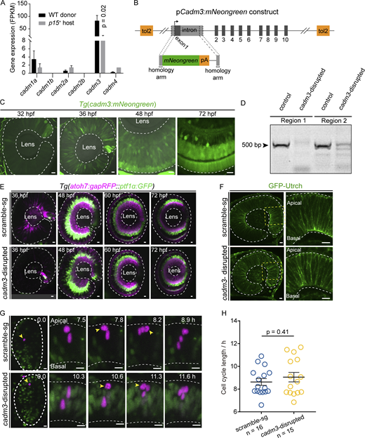 The expression of cadm3 and phenotypes of cadm3-disrupted retinae. (A) Quantification of expression (FPKM) of Cadm family genes (cadm1a, cadm1b, cadm2a, cadm2b, cadm3, and cadm4) in WT donor and p15+ host RPCs. (B) Design of BAC plasmid of cadm3:mNeongreen. (C)cadm3:mNeongreen transgenic fish line showing the expression patterns of cadm3 at 32, 36, 48, and 72 hpf. (D) Image showing gel electrophoresis of DNA fragments resulting from genomic editing by Cas9/cadm3 sgRNAs (region 1 covering sg-1 and sg-2; region 2 covering sg-3 and sg-4). (E) Representative images showing neurogenesis wave and retinal lamination in scramble-sg and cadm3-disrupted retinae by Tg(atoh7:gapRFP:: ptf1α:GFP) fish line, in which RGCs and PRs are labeled by Tg(atoh7:gapRFP), and ACs and HCs are labeled by Tg(ptf1α:GFP).(F) F-actin distribution visualized by GFP-Utrch mRNA injection in scramble-sg (top) and cadm3-disrupted (down) retinae. Zoom-in images of retinal areas (dashed yellow rectangles) are shown in the right panels. Areas within white dashed contour lines are retinae in C, E, and F. (G and H) Representative cases (G) and quantification of cell-cycle length (H) of single 12-hpf scramble-sg (top, n = 16) and cadm3-disrupted (bottom, n = 15) RPCs. Yellow arrowheads show RPCs at the M phase. The area of dashed white circles is the optic vesicle, and the area between two dashed white lines is the retina. Data in A and H represent mean ± SEM. Scale bars, 10 µm. Source data are available for this figure: SourceData FS3.