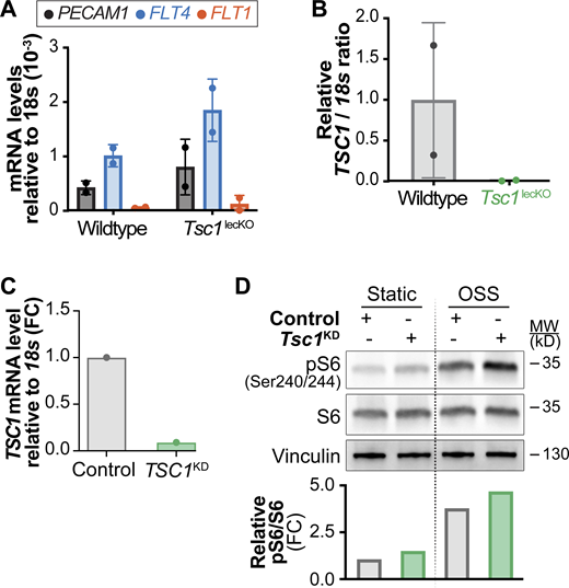Ablation of Tsc1 in vivo or in vitro promotes mTORC1 signaling. A and B related to Fig. 6; C and D related to Fig. 9. (A) CD45neg CD31+ Gp38+ LECs were sorted from mesenteries of 3-wk-old wild-type or Tsc1lecKO mice treated at birth with tamoxifen according to Fig. 6 B. Identity of sorted cells was validated by RT-qPCR for the indicated markers. (B) Efficient deletion of Tsc1 in Tsc1lecKO animals. Analysis of Tsc1 mRNA levels by RT-qPCR in sorted LECs shown in A. (C) Efficient reduction of TSC1 in LECs transfected with TSC1 siRNA shown by RT-qPCR analysis. (D) Knockdown of TSC1 in LECs promotes mTORC1 signaling. Western blot analysis of LECs under static and OSS conditions for the indicated proteins. Quantification of pS6 activation is shown in the graph below the Western blot. Data normalized to total S6 and STAT control conditions. FC, fold change. Source data are available for this figure: SourceData FS4. Refer to the image caption for details.