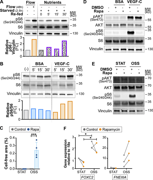 Activation of mTOR by nutrients and growth factor signaling in LECs. A and B related to Fig. 7, G and H; C related to Fig. 8, A and D; F related to Fig. 8, G and H. (A) Activation of mTORC1 by flow or by nutrients. Western blot analysis of: (left) LECs cultured under 4 dyn/cm2 OSS or kept under static conditions for 48 h; (right) LECs starved and treated with glucose/glutamine/leucine cocktail for the indicated times (0–30 min). Quantification of pS6 activation is shown in the graph below the Western blot. Data normalized to total Vinculin and static (left) or saline-treated control conditions (right). (B) Induction of mTORC1 signaling by VEGF-C growth factor. Western blot analysis of LECs starved and treated with VEGFC for the indicated times (0–30 min). Quantification of pS6 activation is shown in the graph below the Western blot. Data normalized to total S6 and BSA-treated control conditions. (C) Quantification of cell-free area in control and rapamycin-treated LECs subjected to 4 dyn/cm2 OSS (related to Fig. 8 D). n = 4 independent flow experiments. Two-way ANOVA, P = 0.0028 for OSS effects under rapamycin conditions. (D) Rapamycin inhibits mTORC1, but not mTORC2 activation upon acute stimulation of LECs with VEGF-C. Western blot analysis of LECs starved and treated with VEGF-C for 30 min in the presence or absence of rapamycin to assess its effects on S6 and AKT (Ser 473) phosphorylation. (E) mTORC2 is not activated by flow shear stress on the long term. Western blot analysis of LECs cultured under 4 dyn/cm2 OSS or kept under static conditions for 48 h in the presence or absence of rapamycin to assess its effects on S6 and AKT (Ser 473) phosphorylation. (F)FNEIIIA mRNA expression is not affected by rapamycin treatment. RT-qPCR for the indicated transcripts. Induction of FOXC2 shows the 48-h effect of high-flow shear stress. n = 3 independent flow experiments. Two-way ANOVA, P = 0.0207 for OSS effects on FOXC2 expression. Data are shown as mean ± SD. *P < 0.05, ***P < 0.005. Source data are available for this figure: SourceData FS5. Refer to the image caption for details.