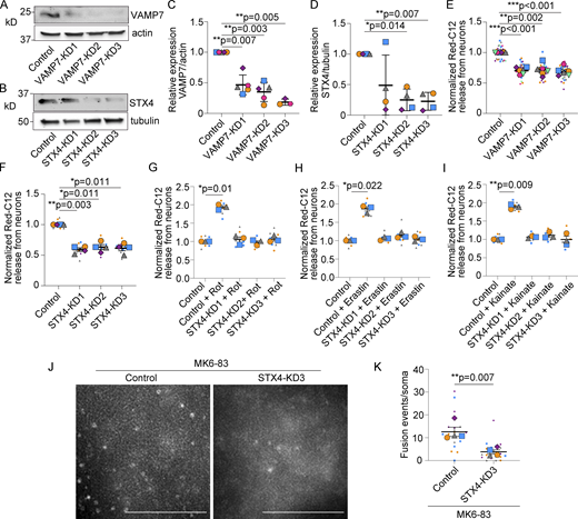 VAMP7 or syntaxin 4 knockdown decreases fatty acid release from neurons. (A) Neurons were transduced with lentivirus expressing non-targeting shRNAmiR (control) or VAMP7 targeting shRNAmiRs (KD1-3). Cell lysates were analyzed by Western blot for VAMP7 levels and β-actin. (B) Neurons were transduced with lentivirus expressing non-targeting shRNAmiR (control) or syntaxin 4 (STX4) targeting shRNAmiRs (KD1-3). Cell lysates were analyzed by Western blot for STX4 levels and β3-tubulin. (C) Levels of VAMP7/β-actin were normalized to non-targeting control. n = 3–5 independent experiments; mean ± SD. One sample t test with Bonferroni correction. (D) Levels of STX4/β3-tubulin were normalized to non-targeting control. n = 4 independent experiments; mean ± SD. One sample t test with Bonferroni correction. (E) Neuron-conditioned HBSS analyzed for Red-C12 fluorescence and normalized to non-targeting control neurons. n = 6 independent experiments; mean ± SEM. One sample t test with Bonferroni correction. (F) Neuron-conditioned HBSS analyzed for Red-C12 fluorescence and normalized to non-targeting control neurons. n = 4 independent experiments; mean ± SEM. One sample t test with Bonferroni correction. (G–I) Neuron-conditioned media analyzed for Red-C12 fluorescence and normalized to non-targeting shRNAmiR control neurons. Rot, rotenone. n = 3 independent experiments, mean ± SEM. One sample t test with Bonferroni correction. (J) Maximum intensity projection of syntaxin 4 or non-targeting control neurons treated with MK6-83 and imaged by TRIF microscopy for 30 s. Scale bars, 5 μm. (K) The number of fusion events imaged by TIRF microscopy and normalized to soma size. n = 4 independent experiments; mean ± SEM. Two-tailed Student’s t test. Source data are available for this figure: SourceData F3. Refer to the image caption for details.