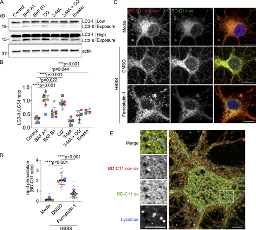 Validation of autophagy targeting drugs in neurons and increased peroxidated lipids in neurons treated with HBSS. (A and B) Neurons ± bafilomycin A1 (BAF A1), bafilomycin B1 (BAF B1), chloroquine (CQ), 3-Methyladenine (3-MA), or erastin in HBSS were analyzed by Western blot for LC3 and β-actin. n = 4–6 independent experiments; mean ± SD. One-way ANOVA with Tukey’s post test. (C) Confocal maximum intensity projection of neurons in media or HBSS ± DMSO or ferrostatin-1 labeled with BD-C11. Non-peroxidated (BD-C11 non-ox) and peroxidated (BD-C11-ox) lipids. Scale bars, 10 μm. (D) Quantification of lipid peroxidation (ratio BD-C11 ox/ BD-C11 non-ox) in neurons in media or HBSS ± DMSO or ferrostatin-1. n = 4 independent experiments; mean ± SEM. One-way ANOVA with Tukey’s post test. (E) Airyscan image of live neuron in HBSS labeled with BD-C11 and LysoTracker Blue. Non-peroxidated (BD-C11 non-ox) and peroxidated (BD-C11 ox) lipids. Boxed area magnified in left panels. Scale bar, 5 μm. Source data are available for this figure: SourceData FS3. Refer to the image caption for details.