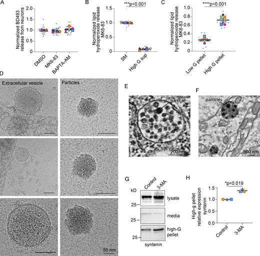 Peroxidated lipids released as lipid-protein particles. (A) Neuron-conditioned HBSS analyzed for BD493 fluorescence and normalized to DMSO treated control neurons. n = 6 independent experiments; mean ± SEM. One sample t test with Bonferroni correction. (B) Neuron-conditioned HBSS analyzed for lipid hydroperoxides following MK6-83 treatment and centrifugation. SM, starting material. n = 6 independent experiments; mean ± SEM. One sample t test with Bonferroni correction. (C) Pellets obtained from centrifugation of MK6-83 treated neuron-conditioned HBSS were analyzed for lipid hydroperoxides. n = 6 independent experiments; mean ± SEM. Two-tailed Student’s t test. (D) Pellets obtained from high G centrifugation of neuron-conditioned media were examined by cryoEM. Scale bars, 50 nm. (E) Cultured neurons stained with imidazole-buffered osmium were imaged by transmission electron microscopy. Scale bar, 200 nm. (F) Hippocampal neurons from sectioned mouse brain, stained with imidazole-buffered osmium, were imaged by transmission electron microscopy. Scale bar, 500 nm. (G and H) Neuronal lysates and neuron-conditioned HBSS ± 3-Methyladenine (3-MA) were analyzed by Western blot for exosome-enriched syntenin following centrifugation. n = 3 independent experiments; mean ± SD. One sample t test with Bonferroni correction. Source data are available for this figure: SourceData FS5.