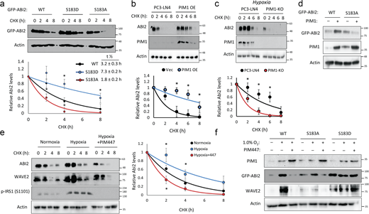 Phosphorylation at Ser183 by PIM1 increases ABI2 stability. (a) 293T cells were transfected with GFP-ABI2 WT, S183A, or S183D prior to treatment with cycloheximide (CHX, 10 μM), and GFP levels were assessed by Western blotting. Densitometry was used to determine the rate of protein decay. (b and c) PC3-LN4 cells transfected with control vector or human PIM1 under normoxia (c) PC3-LN4 and PIM1-KO cells were treated with CHX for the indicated times at 1% O2, and ABI2 levels were assessed by Western blotting. (d) PC3-dox inducible PIM1 cells were transfected with GFP-tagged WT-ABI2 or GFP-tagged S183A-ABI2 and treated with DMSO (−) or dox (+) (100 ng/ml) for 24 h. Protein levels were measured by Western blotting. (e) DU145 cells were incubated in normoxia or hypoxia (1.0% O2) for 4 h prior to treatment. DMSO or PIM447 was added 30 min prior to addition of CHX, and cells were lysed at the indicated time points. (f) DU145 cells were transfected with GFP-ABI2 WT, S183A, and S183D under normoxic and hypoxic conditions in the presence or absence of PIM447. *P < 0.05, two-sided Student’s t test, n = 3 for all experiments, and error bars = SEM. Source data are available for this figure: SourceData F3. Refer to the image caption for details.