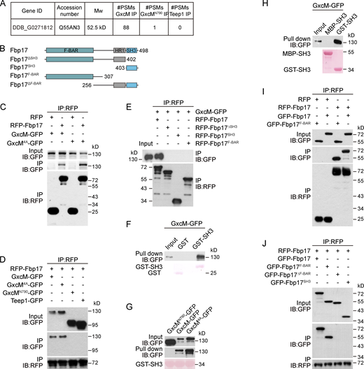 GxcM interacts with the F-BAR protein Fbp17. (A) Proteomic identification of Fbp17 as a binding partner of GxcM. (B) Schematic representation of full-length Fbp17 and truncation constructs. (C) Co-IP of GxcM-GFP or GxcM4A-GFP with RFP or RFP-Fbp17. IP was performed with RFP-trap and samples were probed with GFP or RFP antibody. (D) Co-IP of the indicated GFP-fusion proteins with RFP-Fbp17. IP was performed with RFP-trap and samples were probed with GFP or RFP antibody. (E) Co-IP of GxcM-GFP with the indicated RFP-fusion proteins. IP was performed with RFP-trap and samples were probed with GFP or RFP antibody. (F) Pull-down of GxcM-GFP from cell lysate with GST or GST-SH3 immobilized on beads. Samples were probed with GFP antibody. The protein-transferred membrane was stained with Ponceau S to show purified GST and GST-SH3. (G) Pull-down of the indicated GFP-fusion proteins from cell lysate with GST-SH3 immobilized on beads. Samples were probed with GFP antibody. The protein-transferred membrane was stained with Ponceau S to show purified GST-SH3. (H) Pull-down of GxcM-GFP from cell lysate with GST-SH3 or MBP-SH3 immobilized on beads. Samples were probed with GFP antibody. The protein-transferred membrane was stained with Ponceau S to show purified GST and MBP fusion proteins. (I) Co-IP of GFP-Fbp17 or GFP-Fbp17F-BAR with RFP or RFP-Fbp17. IP was performed with RFP-trap and samples were probed with GFP or RFP antibody. (J) Co-IP of the indicated GFP-fusion proteins with RFP-Fbp17. IP was performed with RFP-trap and samples were probed with GFP or RFP antibody. Source data are available for this figure: SourceData F3.