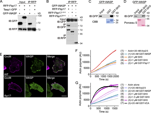 Fbp17 promotes WASP-mediated actin polymerization. (A) Co-IP of GFP-WASP and Teep1-GFP with RFP-Fbp17. IP was performed with RFP-trap and samples were probed with GFP or RFP antibody. (B) Co-IP of RFP-Fbp17, -Fbp17ΔSH3, or -Fbp17SH3 with GFP-WASP. IP was performed with RFP-trap and samples were probed with GFP or RFP antibody. (C) Pull-down of GFP-WASP from cell lysate with GST or GST-SH3 immobilized on beads. Samples were probed with GFP antibody. The protein-transferred membrane was stained with Coomassie Brilliant Blue (CBB) to show purified GST and GST-SH3. (D) Pull-down of GFP-WASP from cell lysate with GST-SH3 or MBP-SH3 immobilized on beads. Samples were probed with GFP antibody. The protein-transferred membrane was stained with Ponceau S to show purified GST and MBP fusion proteins. (E) Localization of GxcM-RFP and GFP-WASP in WT and fbp17− cells. Scale bar, 5 μm. (F) GST-SH3, but not SH3 or GST-Fbp17, promotes WASP- and Arp2/3-mediated actin polymerization in pyrene assays. (G) GST-SH3 promotes WASP- and Arp2/3-dependent actin polymerization in a concentration-dependent manner in pyrene assays. The VCA domain of WASP purified as a GST fusion was included as a control. Source data are available for this figure: SourceData F6. Refer to the image caption for details.