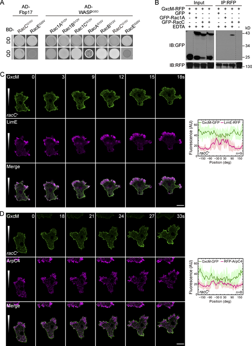 RacC acts downstream of GxcM to regulate cortical actin assembly. (A) Yeast two-hybrid assay showing the interaction between Fbp17 and the GBD domain of WASP with the constitutively active (CA) forms of the indicated Rac proteins. Yeast was transformed with the indicated constructs and selected for the presence of prey and bait plasmids by growth on double-dropout (DD) agar plate lacking leucine and tryptophan. Interactions were assayed by growth on quadruple-dropout (QD) agar plate additionally lacking histidine and adenine. AD, Gal4-activation domain; BD, Gal4-binding domain. (B) Co-IP of GFP, GFP-RacC, or GFP-Rac1A with GxcM-RFP in the presence or absence of EDTA. IP was performed with RFP-trap and samples were probed with GFP or RFP antibody. (C and D) Time-lapse imaging of racC– cells migrating under agarose along a folic acid gradient. (C)racC− cells expressing GxcM-GFP and LimEΔcoil-RFP. (D)racC− cells expressing GxcM-GFP and RFP-ArpC4. Angle-series plots on the right show fluorescent intensity distribution of the indicated proteins along the perimeter of the cell, with 0° and +180°/−180° corresponding to the migrating front and rear, respectively. Solid lines represent the mean and shades represent mean ± SD. n, number of cells analyzed. Scale bars, 5 μm. Source data are available for this figure: SourceData F7.