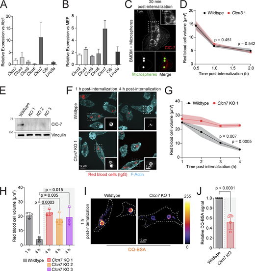 ClC-7 is targeted to the limiting membrane of mature phagosomes and required for phagosomal resolution. (A and B) Determination of Cl− transporter and channel transcript abundance by RT-qPCR. n = 3. (C) Immunostaining of ClC-7 in BMDMs challenged with IgG-opsonized Fluoresbrite YG carboxylate microspheres (green) for 30 min prior to fixation. Inset highlights localization of ClC-7 (red) to phagosomal membrane. (D) Quantification of sRBC-containing phagosomal volumes in wildtype and Clcn3−/− BMDMs. Macrophages were challenged with sRBCs for 0.5–2 h. Data are means ± SEM of five experiments, each counting >50 phagosomes. (E) Lysates of wildtype and Clcn7 KO clones probed with anti–ClC-7 antibody and anti-vinculin antibody used to normalize loading and visualized by SDS-PAGE. Molecular weight markers (kD) are indicated left of the panels. (F and G) Wildtype and Clcn7 KO RAW 264.7 cells challenged for 1–4 h with IgG-opsonized sRBCs and stained for F-actin (cyan) and anti-IgG (red). F shows representative images while G shows mean sRBC-containing phagosome volumes from three independent experiments, each counting >60 phagosomes. (H) Mean red blood cell volumes 1 and 4 h after internalization by RAW 264.7 wildtype or three Clcn7 KO clones (validated in E). (I) Representative fluorescence images of wildtype and Clcn7 KO RAW 264.7 cells challenged with DQ-BSA–coated silica beads for 1 h. (J) Normalized DQ-BSA intensity from four independent experiments, each counting >20 phagosomes. Source data are available for this figure: SourceData F2. Refer to the image caption for details.
