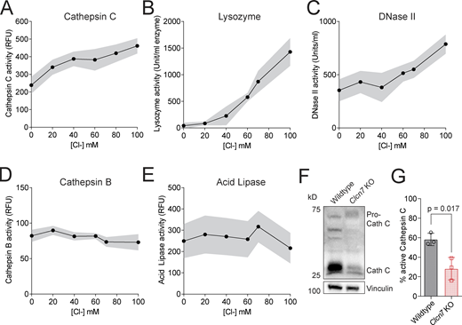 Cl−activates hydrolases in vitro. (A–E) Enzyme activities were measured in vitro in solutions of pH at 5.5 containing varying concentrations of Cl−, substituted with NO3−. n = 3. RFU: relative fluorescence units. (F) Lysates of wildtype and Clcn7 KO cells were probed with anti–cathepsin C antibody and anti-vinculin antibody used to normalize loading. Molecular weight markers (kD) are indicated left of the panels. (G) Quantification of mature cathepsin C levels relative to the total cathepsin C (mature plus pro-cathepsin) levels from three separate experiments like that shown in F. Source data are available for this figure: SourceData F6. Refer to the image caption for details.