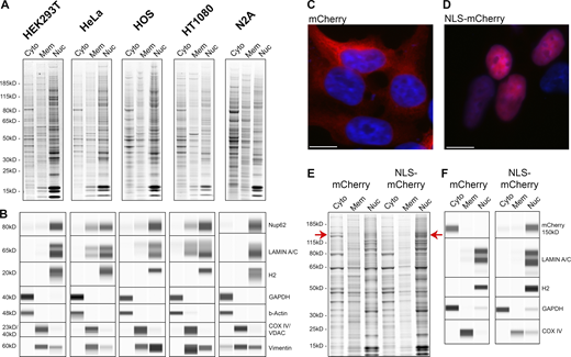 Sub-cellular fractions from five different cell lines and nuclear intactness. (A) SDS-PAGE profile of the proteins in the subcellular fractions from five different cell lines obtained during fractionation described in Fig. 1. Gel was stained with AquaStain. (B) Wes protein analysis. The fractions were blotted for the relevant cellular markers using the Wes ProteinSimple capillary system. (C and D) Fluorescence images of HEK293T cells transfected with mCherry-LacZ (C) Or with NLS-mCherry-LacZ construct (D). Cell nuclei were stained with DAPI. Fluorescent images were obtained with the Revolve R4, Model: RVL2-K2 with Olympus 60× Plan Fluorite Oil IRIS Phase 3 objective with an NA of 1.25 at room temperature. Images were acquired with Echo Pro version 6.4.1 and processed with Photoshop. Scale bar, 10 μm. (E) SDS-PAGE profile of the proteins in the subcellular fractions of HEK293T cells transfected with mCherry-LacZ and NLS-mCherry-LacZ. Red arrows indicate the mCherry-LacZ band on the gel. Gel was stained with AquaStain. (F) Wes protein analysis. The fractions were blotted for the relevant cellular markers and mCherry using the Wes ProteinSimple capillary system. All the samples for SDS-PAGE and Wes were loaded at an equal total protein concentration of 0.5 mg/ml. Source data are available for this figure: SourceData F2. Refer to the image caption for details.