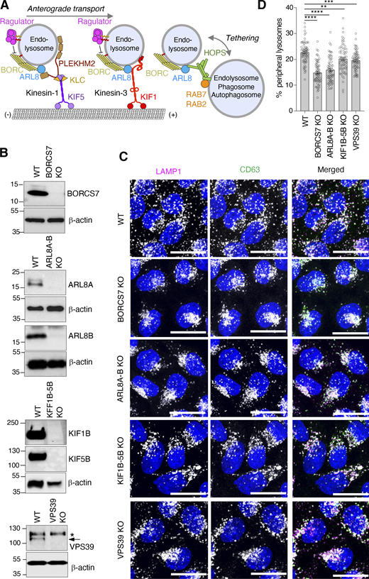 Lysosome distribution in cells with KO of BORCS7, ARL8A and ARL8B, KIF1Bβ and KIF5B, or VPS39. (A) Schematic representation of the roles of BORC and ARL8 in coupling endolysosomes to kinesin-1 (KIF52-KLC2) and kinesin-3 (KIF12) for anterograde transport along microtubules, and to the HOPS complex for tethering and fusion with other organelles. KIF5B and KIF1Bβ are the main isoforms of the kinesin-1 heavy chain and kinesin-3, respectively, expressed in non-neuronal cells. The Ragulator complex is shown to negatively regulate BORC-mediated anterograde lysosome transport, as previously reported (Filipek et al., 2017; Pu et al., 2017). (B) IB analysis of extracts from WT HeLa cells and from cells with KO of the BORCS7 subunit of BORC (BORCS7-KO), both ARL8A and ARL8B (ARL8A-B-KO), both KIF1Bβ and KIF5B (KIF1B-5B-KO), or the VPS39 subunit of HOPS (VPS39-KO). β-actin was used as a loading control. The positions of molecular mass markers (in kD) are indicated on the left. VPS39 is indicated with an arrow; the band marked with an asterisk is non-specific. (C) IF of the indicated WT and KO cell lines for the endogenous endolysosomal markers LAMP1 and CD63 (grayscale in single channels; magenta and green, respectively, in merged images). Nuclei were stained with DAPI. Images are maximum intensity projections of confocal sections. Scale bars: 20 μm. (D) Percentage of LAMP1 present in 1.7-micron outer shell of cell images such as those shown in panel C analyzed by shell analysis (Williamson et al., 2022). Individual data points from around ∼65 cells from three experiments are shown. Bars represent the mean ± SEM. Statistical significance was calculated using one-way ANOVA with Dunnett’s multiple comparisons test. **P < 0.01, ***P < 0.001, ****P < 0.0001. Source data are available for this figure: SourceData F1.