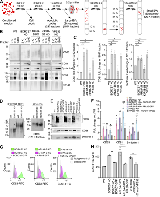 Increased exosome release in cells depleted of BORC, ARL8, or HOPS, but not KIF1Bβ and KIF5B. (A) Schematic representation of the isolation of extracellular particles such as apoptotic bodies (2 K fraction), large EVs/microvesicles/ectosomes (10 K fraction), and small EVs/exosomes (120 K fraction) using differential ultracentrifugation, filtration, and density gradient centrifugation (Kowal et al., 2016). Gradients were made with different percentages of iodixanol-sucrose-buffered solution. In all the experiments presented in this figure, fractions were isolated from 30 ml of medium after 48 h of culture. (B) IB analysis of exosome-enriched proteins (CD63, CD81, and syntenin-1), and ectosome-enriched proteins (CD98 and CD147), in 2, 10, and 120 K fractions from conditioned medium of WT and the indicated KO HeLa cells. The positions of molecular mass markers (in kD) are indicated on the left. CD63 migrates as smear reflective of glycosylation heterogeneity (Engering et al., 2003). (C) Quantification of CD63, CD81, and syntenin-1 fold change in the 120 K (exosome) fraction from three independent experiments such as that shown in panel B. Individual data points are shown with open circles. Bars represent the mean ± SEM of the ratio of CD63, CD81, and syntenin-1 in KO cells to CD63, CD81, and syntenin-1 WT cells (defined as 1) from three independent experiments. Statistical significance was calculated using one-way ANOVA with Dunnett’s multiple comparisons test. *P < 0.05, **P < 0.01, ***P < 0.001. (D) IB analysis of CD63 in the 120 K (exosome) fractions from conditioned medium of WT and BORCS7-KO HEK293T or THP-1 cells, and BORCS7-KO or BORCS5 KO iPSC-derived neurons (i3Neurons). The positions of molecular mass markers (in kD) are indicated on the left. Differences in CD63 mobility are due to varying degrees of glycosylation. (E) IB analysis of CD63 and CD81 in 120 K (exosome) fractions from conditioned medium of WT, BORCS7-KO, BORCS7-KO rescued with BORCS7-GFP, ARL8A-B-KO, ARL8A-B-KO rescued with ARL8B-GFP, VPS39-KO, and VPS39-KO rescued with VPS39-mCherry. The positions of molecular mass markers (in kD) are indicated on the left. (F) Quantification of CD63, CD81, and syntenin-1 fold change in the 120 K (exosome) fraction from three independent experiments such as that shown in panel E. Individual data points are shown with open circles. Bars represent the mean ± SEM of the ratio of CD63, CD81, and syntenin-1 in KO cells to CD63, CD81, and syntenin-1 in WT cells (defined as 1) from three independent experiments. Statistical significance was calculated using one-way ANOVA with Dunnett’s multiple comparisons test. *P < 0.05, **P < 0.01. (G) FACS analysis of CD63 in exosomes isolated from conditioned medium of BORCS7-KO, BORCS7-KO rescued with BORCS7-GFP, ARL8A-B-KO, ARL8A-B-KO rescued with ARL8B-GFP, VPS39-KO, and VPS39-KO rescued with mCherry-VPS39 cells. Analysis involved binding exosomes to magnetic beads coated with antibody to CD63, followed by labeling with FITC-conjugated antibody to CD63 or to isotype-matched immunoglobin G. (H) Quantification of CD63-FITC mean fluorescence intensity (MFI, in arbitrary units) in exosomes from three independent experiments such as that shown in panel F. Individual data points are shown. Bars represent the mean ± SEM. Statistical significance was calculated using one-way ANOVA with Dunnett’s multiple comparisons test. **P < 0.01, ****P < 0.0001. Source data are available for this figure: SourceData F2. Refer to the image caption for details.
