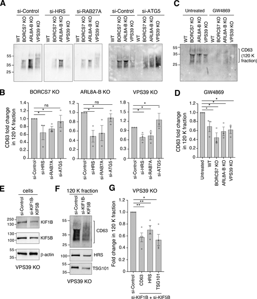 Requirement of HRS, RAB27A, and KIF1Bβ-KIF5B, but not ATG5, for increased exosome release in cells depleted of BORC, ARL8, or HOPS. (A) IB analysis of CD63 in 120 K (exosome) fractions isolated after 24 h of culture in 10 ml of medium from the indicated WT and KO HeLa cells treated with non-targeting siRNA (si-Control) or siRNAs targeting HRS, RAB27A, or ATG5. The positions of molecular mass markers (in kD) are indicated on the left. The efficiency of the knockdowns is shown in Fig. S4, A–C. (B) Quantification of the effect of siRNAs on the release of exosome-associated CD63 from WT and KO cells, calculated from three independent experiments such as those shown in panel A. Individual data points are indicated with open circles. Bars represent the mean ± SEM of the fold change in exosome-associated CD63 in siRNA-treated cells relative to cells treated with siRNA control (defined as 1). Statistical significance was calculated using unpaired t test. *P < 0.05. (C) IB analysis of CD63 in 120 K (exosome) fractions isolated after 16 h of culture in 10 ml of medium from WT and KO cells treated with 10 μM of the neutral sphingomyelinase-2 inhibitor GW4869 for 16 h. The positions of molecular mass markers (in kD) are indicated on the left. (D) Quantification of the effect of GW4869 treatment on the release of exosome-associated CD63, calculated from three independent experiments such as that shown in panel C. Individual data points are indicated with open circles. Bars represent the mean ± SEM of the fold change in exosome-associated CD63 in GW4869-treated cells relative to untreated cells (defined as 1). Statistical significance was calculated using one-way ANOVA with Dunnett’s multiple comparisons test. *P < 0.05. (E) IB analysis of KIF1B and KIF5B in VPS39-KO cells treated with non-targeting siRNA (si-Control), or siRNAs targeting both KIF1B and KIF5B, to determine the KD efficiency. The positions of molecular mass markers (in kD) are indicated on the left. (F) IB analysis of CD63, HRS and TGS101 in 120 K (exosome) fractions isolated after 24 h of culture in 10 ml of medium from VPS39-KO cells treated with siRNAs shown in panel E. The positions of molecular mass markers (in kD) are indicated on the left. (G) Quantification of the effect of siRNA to KIF1B and KIF5B on the release of exosome-associated proteins from VPS39-KO cells, calculated from three independent experiments such as those shown in panel F. Bars represent the mean ± SEM of the fold change in exosome-associated markers in VPS39-KO cells treated with siRNAs to KIF1B and KIF5B relative to cells treated with siRNA control (defined as 1). Statistical significance was calculated using one-way ANOVA with Dunnett’s multiple comparisons test. *P < 0.05; **P < 0.01. Source data are available for this figure: SourceData F3. Refer to the image caption for details.