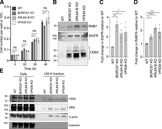 Growth rate of WT and KO cells, and characteristics of exosomes isolated from these cells. (A) Growth rates of WT and KO cells. Equal numbers of WT and KO cells were seeded, and growth rates calculated by harvesting cells and measuring cell number at different times. Individual data points and mean ± SEM from three independent experiments are shown. Statistical significance was calculated using one-way ANOVA with Dunnett’s multiple comparisons test. (B) Increased secretion of RAB7A and EGFR in exosomes from BORCS7-KO, ARL8A-B-KO, or VPS39-KO cells relative to WT cells. IB of exosome (120 K) fractions from WT and KO cells for EGFR, RAB7A, and CD63. The positions of molecular mass markers (in kD) are indicated on the left. (C) Quantification of EGFR from experiments such as that shown in panel B. The graph shows individual data points and the mean ± SEM from four independent experiments. Statistical significance was calculated using one-way ANOVA with Dunnett’s multiple comparisons test. *P < 0.05; **P < 0.01. (D) Quantification of RAB7A from experiments such as that shown in panel B. The graph shows individual data points and the mean ± SEM from three independent experiments. Statistical significance was calculated using one-way ANOVA with Dunnett’s multiple comparisons test. *P < 0.05; ***P < 0.001; ****P < 0.0001. (E) IB analysis of cell and exosome (120 K) fractions from WT and KO cells for exosome-enriched proteins (CD81, HRS, and β-actin) and the ER protein calnexin. The positions of molecular mass markers (in kD) are indicated on the left. Source data are available for this figure: SourceData FS1.