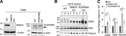 Effect of RAB7A KO and PLEKHM2 KO on exosome secretion. (A) IB analysis of RAB7A and PLEKHM2 in triplicate samples from WT, RAB7A-KO, and PLEKHM2-KO HeLa cells. Blots were probed with antibodies to the target proteins and to β-actin (loading control). The arrow points to PLEKHM2. (B) IB for exosome-associated proteins in RAB7A-KO and PLEKHM2-KO cell-derived exosomes (120 K fraction) isolated from 20 ml of medium after 24 h. The positions of molecular mass markers (in kD) are indicated on the left. (C) Quantification of CD63, HRS, and TSG101 in exosome fractions from panel B. The graph shows the individual data points and the mean ± SEM from the three samples. Statistical significance was calculated using one-way ANOVA with Dunnett’s multiple comparisons test. *P < 0.05; **P < 0.01, ***P < 0.001. Source data are available for this figure: SourceData FS3.