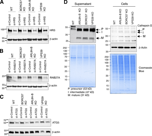 KD efficiency and cathepsin D levels in WT and KO cells/supernatants. (A–C) IB analysis of HRS, RAB27A, and ATG5 in WT and KO Hela cells treated with non-targeting siRNA (si-Control) or siRNAs targeting HRS, RAB27A, or ATG5. Blots were probed with antibodies to the target proteins and to β-actin (loading control). The positions of molecular mass markers (in kD) are indicated on the left. (D) Increased levels of cathepsin D in KO cells relative to WT cells. WT and KO cells were incubated for 4 h in serum-free medium. Conditioned supernatant (6 ml) was collected and concentrated to 0.5 ml using a 10-kD spin column. Supernatant and cells were analyzed by SDS-PAGE and IB with antibody to cathepsin D or β-actin (loading control). Coomassie blue staining was done as an additional loading control. The positions of molecular mass markers (in kD) are indicated on the left. Source data are available for this figure: SourceData FS4. Refer to the image caption for details.