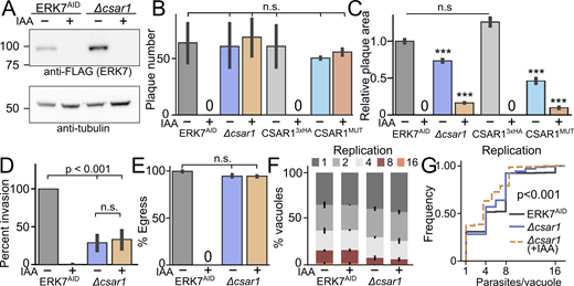 CSAR1 is required for full efficiency of lytic cycle. (A) Western blot stained with anti-FLAG (recognizing ERK7AID-3xFLAG) and anti-tubulin of lysates from ERK7AID and Δcsar1 parasites grown in ±IAA. (B–F) Quantification of (B) plaque number, (C) relative plaque size, (D) invasion rate, (E) ionophore-induced egress, and (F) replication rates of ERK7AID or Δcsar1 parasites grown in ±IAA binned as indicated. B and C also show relative fitness of the wild-type 3xHA-tagged and RING-domain mutant CSAR1 (C1791A/H1792A/H1796A; CSAR1MUT) parasites. Significance on B–E calculated by 1-way ANOVA followed by Tukey’s multiple comparison test (*** is P < 0.001; n.s., not significant). Data distribution was assumed to be normal, but this was not formally tested. (G) The unbinned cumulative frequency of the data from F. Invasion, egress, and plaque assays are n = 3 biological replicates conducted with n = 3 technical replicates. Replication quantified from three biological replicates of n ≥ 100 vacuoles. Error bars in F are SD, all others are 95% confidence-interval of mean. Replication of Δcsar1 compared to parental ERK7AID is P < 0.001 as calculated by Kolmogorov-Smirnov test. Source data are available for this figure: SourceData F3. Refer to the image caption for details.