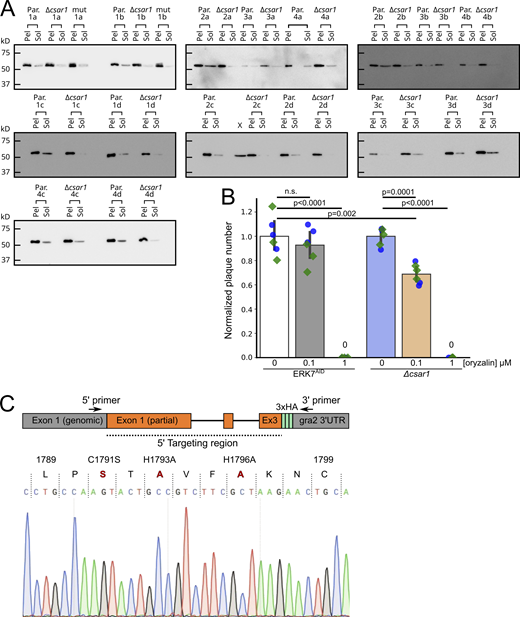 Loss of CSAR1 reduces the amount of soluble tubulin available for polymerization.(A) Western blots quantified in Fig. 6 A. Toxoplasma polymerized tubulin structures are stable in detergent such as Triton-X-100 and can be separated from unpolymerized tubulin by centrifugation (see Materials and methods). Equal volumes of soluble versus insoluble, assembled cytoskeleton from four biological replicates (1–4) with four technical replicates each (A–D) of either Parental (Par.) or Δcsar1 parasites were separated by SDS-PAGE and quantified by Western blot against Toxoplasma β-Tub. (B) Comparison the sensitivity of parental (ERK7AID) and Δcsar1 parasites to the tubulin-polymerization inhibitor orazylin. Parasites were grown for 10 d in the indicated concentrations of oryzalin, and the numbers of resulting plaques were normalized to the vehicle control. Significance was calculated by one-way ANOVA followed by Tukey’s multiple comparison test (n.s., not significant). (C) To validate the CSAR1 RING mutant, we amplified the 5′ end of the gene from the genomic DNA, using primers that annealed in the indicated regions. Note that the 5′ primer anneals in the csar1 locus outside of the targeting region of the construct used, to ensure that the amplicon results from the endogenous locus. 5′ primer (5′-ACATCGGCGGAGGAAGAGAG-3′), 3′ primer (5′-GTAGACTTCTCCCTTCAGCGGC-3′). The resulting amplicon was purified and then sequenced with the same primers. Sequencing confirmed correct integration into the endogenous locus and wild-type sequence outside of the area targeted for mutagenesis. A region of the resulting chromatogram is shown with the three mutated residues shown in red. Source data are available for this figure: SourceData FS5.