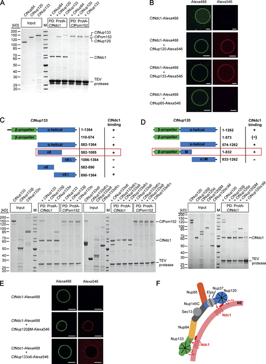 Chaetomium Nup120 and Nup133 interact with Ndc1 and are recruited to Ndc1-containing GUVs. (A) In vitro binding of nucleoporins of the CtNup84 complex to CtNdc1 and CtPom152. ProtA-tagged CtNdc1 and CtPom152 were expressed in S. cerevisiae and immobilized on IgG beads. The beads were incubated with affinity-purified nucleoporins of the CtNup84 complex. The purified prey Nups were added in a fivefold molar excess over the immobilized bait Nups. IgG-bound proteins were eluted with TEV protease cleaving downstream of the ProtA affinity tag of CtNdc1 and CtPom152. Input (10%) and elution fractions were analyzed via SDS-PAGE and Coomassie staining; M, marker; PD, bait protein used for the pulldown experiment. (B) Alexa Fluor 488-labeled CtNdc1 was reconstituted into giant unilamellar vesicles (GUVs). CtNdc1-GUVs were monitored by the collection of emitted light between 500 and 545 nm after argon laser-mediated excitation at 488 nm (left panels) whereas recruitment of Alexa Fluor 546-labeled CtNup120, CtNup133, or CtNup85 (red) to CtNdc1-GUVs (green) was analyzed by confocal microscopy. Scale bars, 10 µm. (C and D) In vitro binding of truncated versions of CtNup133 (C) and CtNup120 (D) purified from E. coli BL21 (DE3) to ProtA-tagged CtNdc1 immobilized on IgG beads. (E) Recruitment of either Alexa Fluor 546-labeled CtNup120βM or CtNup133α6 (red) to CtNdc1-GUVs (green) was analyzed as above (middle panels). Scale bars, 10 µm. (F) Model of recruitment and stabilization of the CtNup84 complex and CtNdc1 to NPC assembly sites in the NE. The CtNup84 complex binds directly to the NE via exposed ALPS domains in the beta-propeller domains of both CtNup120 and CtNup133 and also interacts via alpha-helical domains of CtNup120 and CtNup133 with the membrane nucleoporin CtNdc1. Source data are available for this figure: SourceData F1. Refer to the image caption for details.