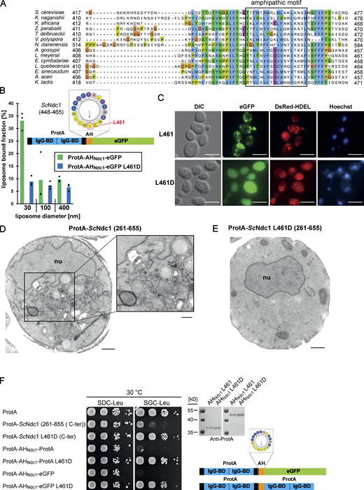 The C-terminus of Ndc1 contains a conserved amphipathic sequence motif. (A) Multiple sequence alignment of a C-terminal region of Ndc1 homologs from different fungal species. The alignment was done using the ClustalW (Larkin et al., 2007) and displayed in Jalview (Waterhouse et al., 2009). The putative amphipathic regions in all sequences were detected using HELIQUEST (Gautier et al., 2008). (B) In vitro liposome binding assay with the isolated amphipathic helix (ProtA-AHNdc1-eGFP) and the corresponding L461D mutation using 30, 100, and 400 nm liposomes. Columns represent the mean of three independent experiments, individual data points are indicated. (C) Fluorescence microscopy of cells overexpressing the isolated amphipathic helix (ProtA-AHNdc1-eGFP) and the corresponding L461D mutation. DsRed-HDEL serves as ER marker. Chromatin is stained with Hoechst 33258. Bars, 5 µm. (D) Electron micrograph of a yeast cell overexpressing the C-terminal part of ScNdc1 (ProtA-ScNdc1 (261-655)) showing accumulation of cytoplasmic vesicles. Bar, 500 nm. In the right panel a higher magnification is shown (bar, 250 nm). (E) Electron micrograph of a yeast cell expressing ProtA-ScNdc1 (261-655) carrying the point mutation L461D. Bar, 500 nm. (F) Growth and expression were analyzed as in Fig. 3 E using yeast cells overexpressing the artificial model constructs ProtA-AHNdc1-ProtA and ProtA-AHNdc1-eGFP. The domain structures of both artificial constructs were schematically illustrated. Source data are available for this figure: SourceData F4. Refer to the image caption for details.