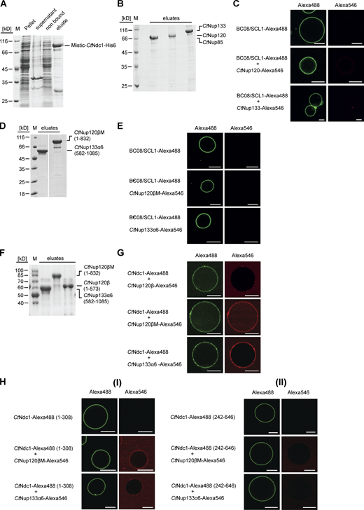 Chaetomium Nup120 and Nup133 interact with Ndc1. (A)CtNdc1 used for reconstitution in GUVs was Ni-NTA-purified from E. coli BL21 (DE3). CtNdc1 was additionally N-terminally fused to MISTIC, a B. subtilis protein allowing high-level expression. Elution was done by imidazole treatment. Before GUV reconstitution, the MISTIC tag was cleaved off using thrombin protease. The different fractions obtained during purification were analyzed via SDS-PAGE and Coomassie staining. (B) ProtA-tagged CtNup85, CtNup120, and CtNup133 were expressed in S. cerevisiae under the control of the GAL1-10 promoter and purified using IgG beads. Purified proteins were cleaved off the beads using TEV protease. Elution fractions were subjected to SDS-PAGE and Coomassie staining. (C) SCL1/BC08 was expressed and purified from E. coli BL21 (DE3), as described for CtNdc1, Alexa Fluor 488-labeled, and reconstituted into GUVs. SCL1/BC08-GUVs were incubated with either Alexa Fluor 546-labeled CtNup120 or CtNup133. Binding was monitored as described in Fig. 1. Bars, 10 µm. (D) Expression and purification of CtNup120βM consisting of an α-helical extension of the β-propeller domain of CtNup120 and CtNup133α6, an alpha-helical stretch in the C-terminal region of CtNup133. Elution fractions were subjected to SDS-PAGE and Coomassie staining. (E) SCL1/BC08-GUVs were incubated with either Alexa 546-labeled Nup120βM or Nup133α6. Binding was monitored as described earlier. Bars, 10 µm. (F) Expression and purification of CtNup120β, CtNup120βM, and CtNup133α6. (G)CtNdc1-GUVs were incubated either with Alexa Fluor 546-labeled CtNup120β, CtNup120βM or CtNup133α6. Bars, 10 µm. (H) (I) N- (1-308) or (II) C-terminal (242-646) fragments of CtNdc1, expressed, purified and labeled as above, were reconstituted into GUVs and incubated with Alexa Fluor 546-labeled Nup120βM or Nup133α6. The CtNdc1 (242-646) fragment additionally harbored the sixth transmembrane helix of CtNdc1 to ensure proper reconstitution into GUV membranes. Source data are available for this figure: SourceData FS1. Refer to the image caption for details.