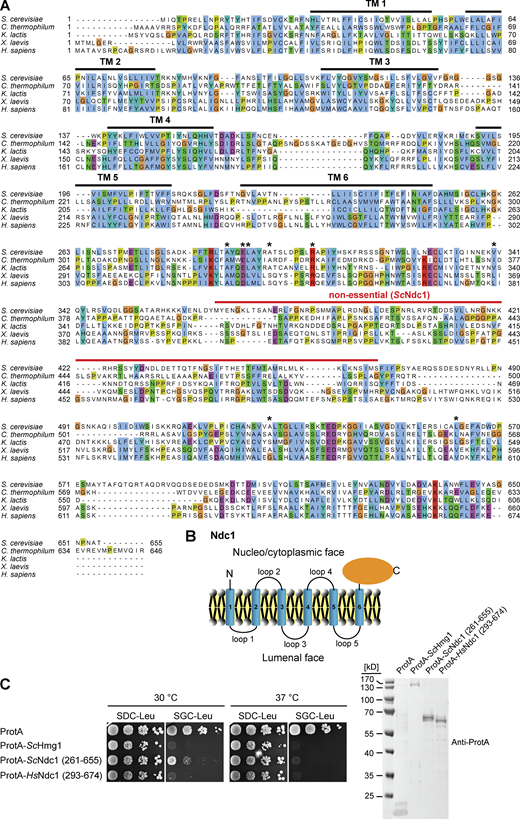 Overexpression of the Ndc1 C-terminus impairs cell growth. (A) Multiple sequence alignment of Ndc1 homologs from S. cerevisiae (CAA86624.1), C. thermophilum (AEL00695.1), K. lactis (QEU62154.1), X. laevis (ABA39292.1), and H. sapiens (AAZ73087.1) using the ClustalW (Larkin et al., 2007) and displayed in Jalview (Waterhouse et al., 2009). The transmembrane domains (TMs) were predicted using TMHMM (Krogh et al., 2001) and are marked with bold black lines. The red line marks the region in ScNdc1 (368-466) discovered as not being essential for ScNdc1 function (Lau et al., 2004). Asterisks mark amino acid positions in the C-terminus of ScNdc1 involved in interactions with the SPB components ScMps3 and ScNbp1, respectively (Chen et al., 2014). (B) Topology of Ndc1. Ndc1 consists of six predicted transmembrane domains connected via short loops. Both the N-terminal end and the C-terminal part of Ndc1 are exposed to the cytoplasm and nucleoplasm (Stavru et al., 2006). (C) Growth and expression were analyzed as described earlier using yeast cells expressing both ProtA-tagged Ndc1 homologs from S. cerevisiae and H. sapiens and ProtA-tagged ScHmg1 under control of the GAL1-10 promoter from LEU2 marker-containing plasmids. Source data are available for this figure: SourceData FS2. Refer to the image caption for details.