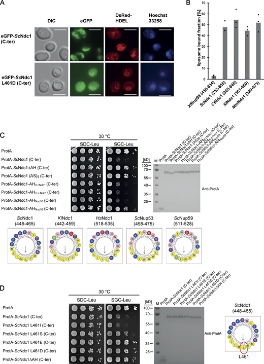 The Ndc1 C-terminus contains an amphipathic membrane binding motif. (A) Fluorescence microscopy of cells expressing eGFP-tagged ScNdc1 (261-655), (upper panels) or eGFP-ScNdc1 (261-655) additionally carrying the point mutation L461D (lower panels). Hoechst 33258 served as a chromatin stain. Bars, 5 µm. (B) In vitro liposome binding assay using in E. coli expressed and purified C-termini from different Ndc1 homologs using 30 nm liposomes. Columns represent the average of three independent experiments, individual data points are indicated. A fragment of Xenopus Nup98 (435-634) served as the negative control. (C) Growth and expression were analyzed as described in Fig. 3 using yeast cells expressing chimeric Ndc1 constructs comprised of the C-terminal part of ScNdc1 (ProtA-ScNdc1 (C-ter)) and different amphipathic motifs substituted for the endogenous amphipathic motif of ScNdc1 (448-465). The corresponding sequences are illustrated as helical wheel projections. As controls ProtA-ScNdc1 (C-ter) either deleted in the amphipathic stretch (ProtA-ScNdc1ΔAH (C-ter)) or instead the AH containing an 18 aa long alanine-serine spacer (ProtA-ScNdc1 (AS)9 (C-ter)) were expressed. (D) Growth and expression were analyzed using yeast cells expressing the C-terminus of ScNdc1 (ProtA-ScNdc1 (C-ter)) either mutated in the hydrophobic face of the amphipathic motif (as illustrated) or deleted in the complete 18 aa amphipathic stretch (ProtA-ScNdc1ΔAH (C-ter)). Source data are available for this figure: SourceData FS3. Refer to the image caption for details.